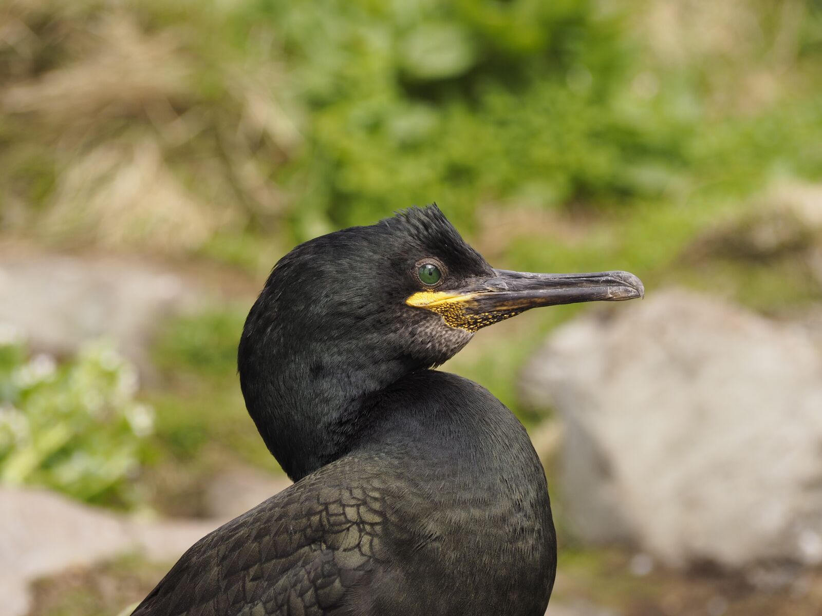 Olympus OM-D E-M10 sample photo. Bird, cormorant, water bird photography