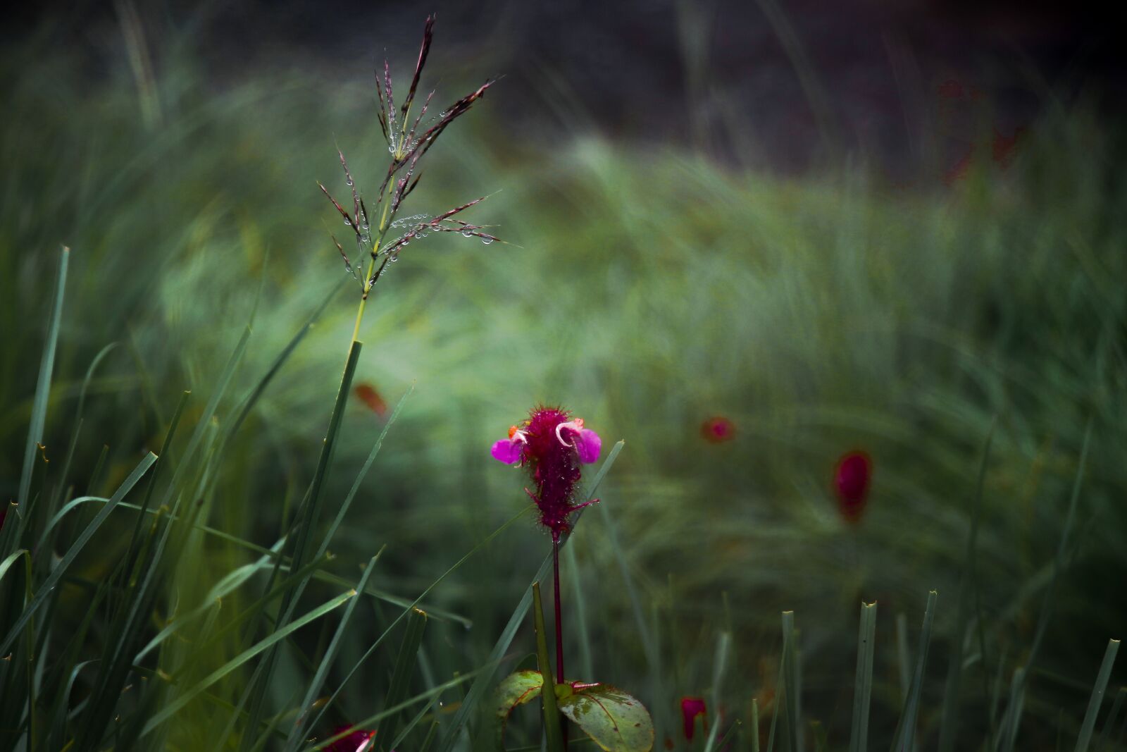 Canon EF-S 18-135mm F3.5-5.6 IS USM sample photo. Flower, grass, cloudy photography