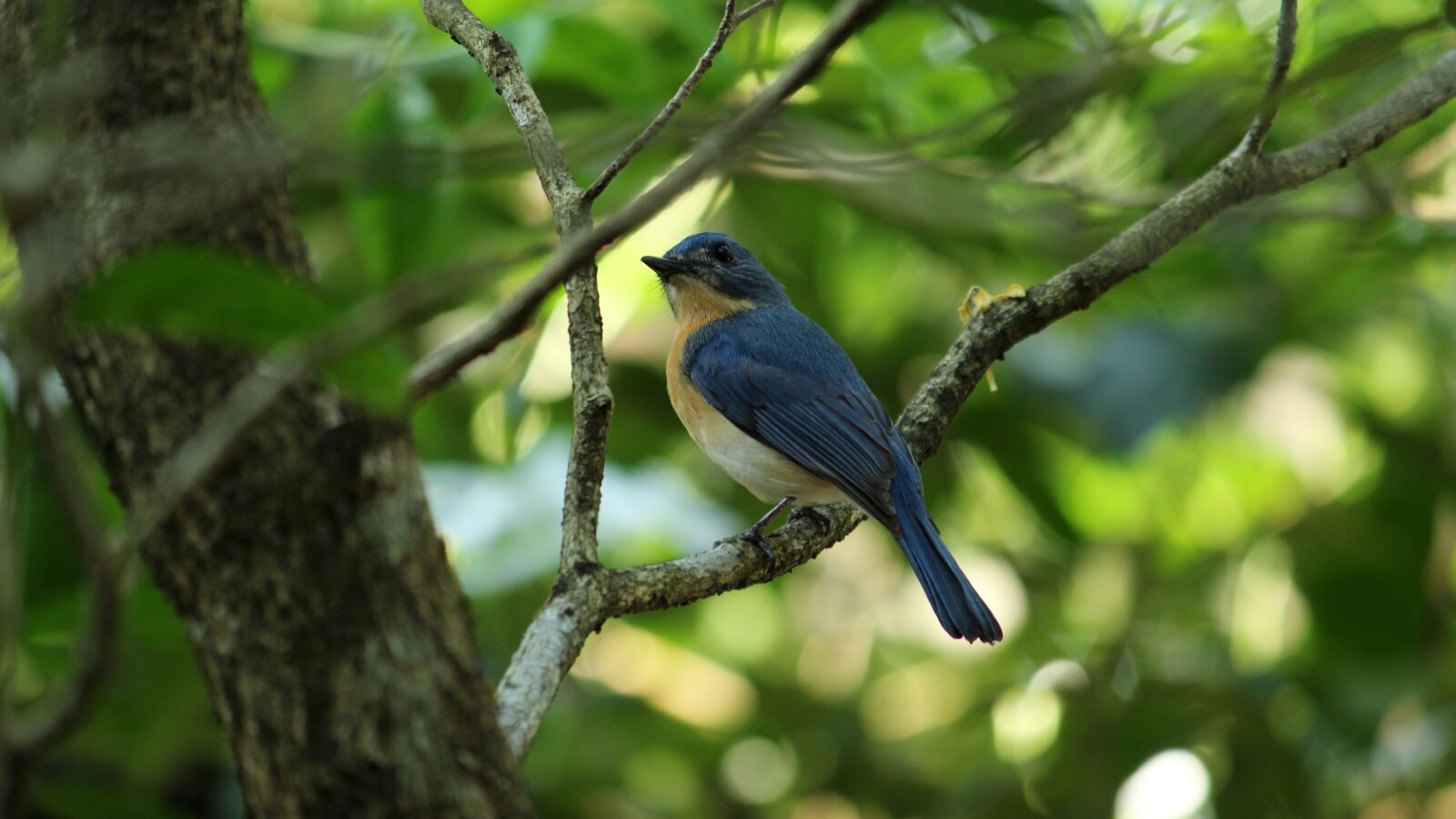 Canon EOS 1300D (EOS Rebel T6 / EOS Kiss X80) sample photo. Bird, nature, wildlife photography
