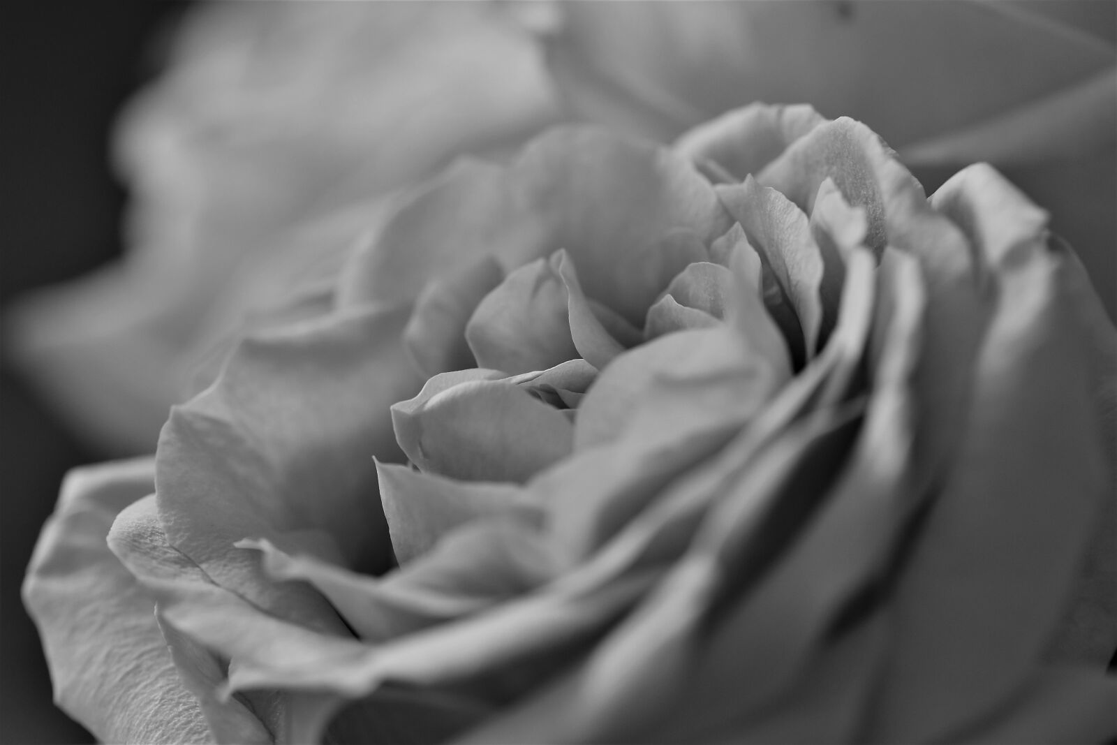Nikon D5500 sample photo. Roses, flowers, black and photography