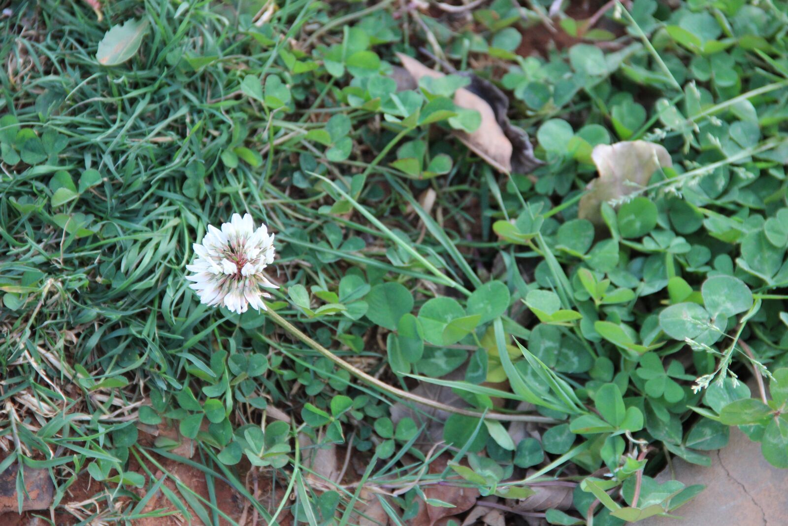 Canon EOS 600D (Rebel EOS T3i / EOS Kiss X5) sample photo. Flowers, weeds, flower photography