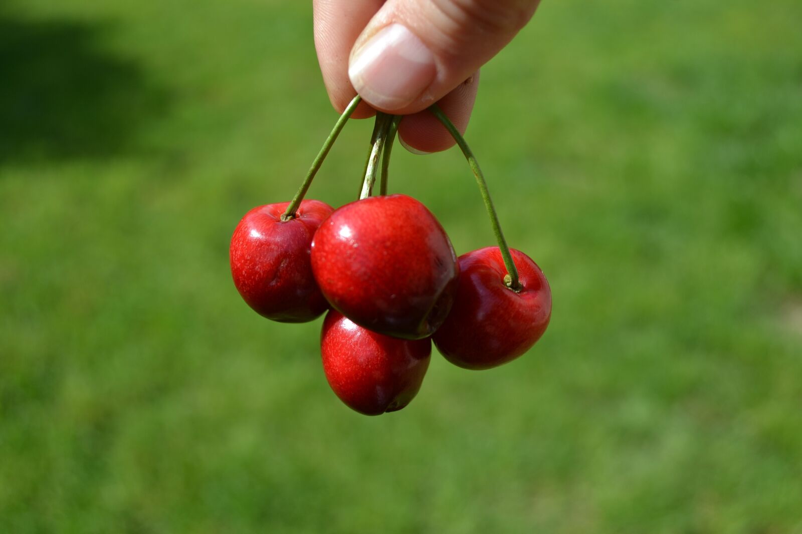 Nikon D3100 sample photo. Cherry, red, grass photography
