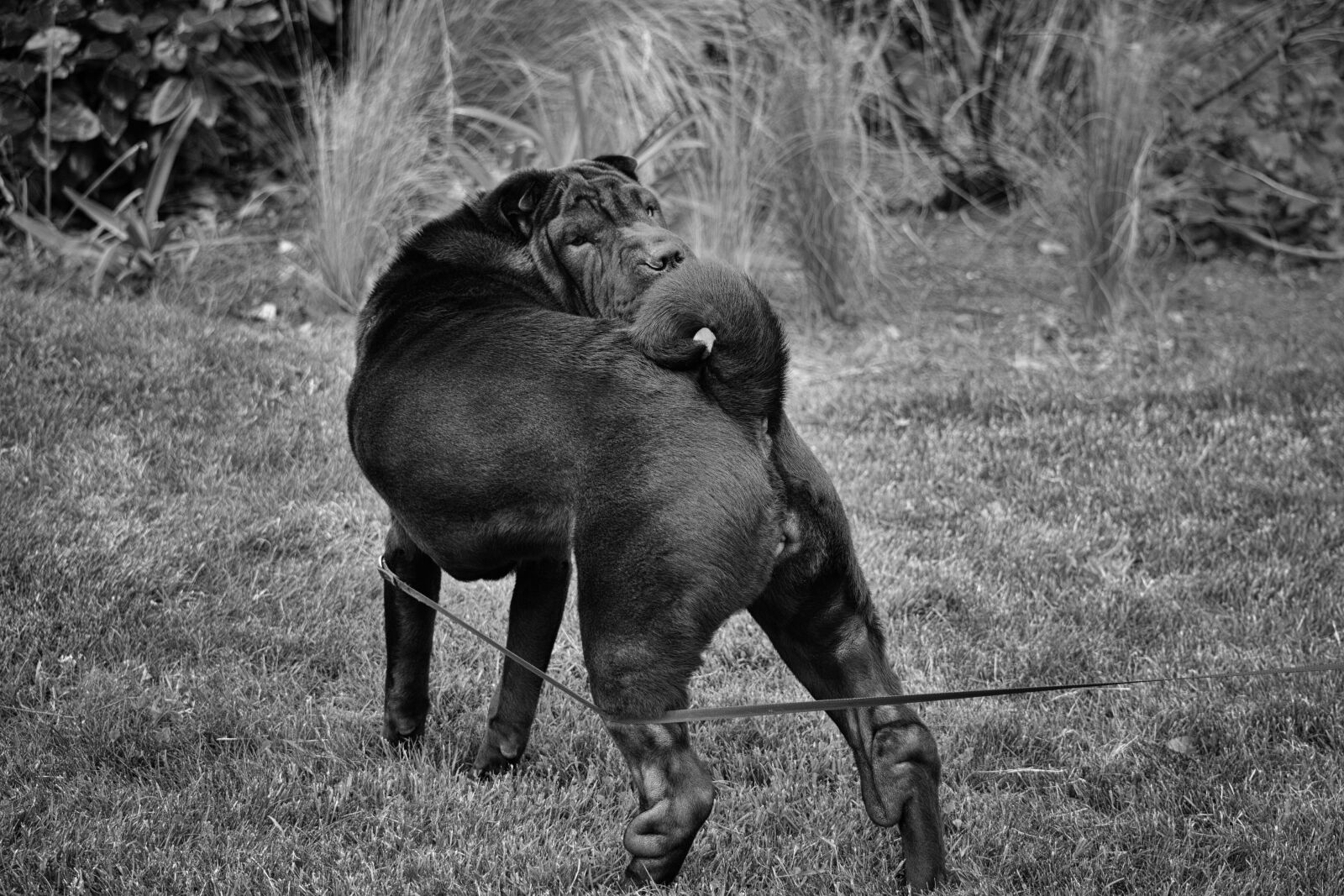 Nikon D5200 sample photo. Animalier, animaux, de, compagnie photography