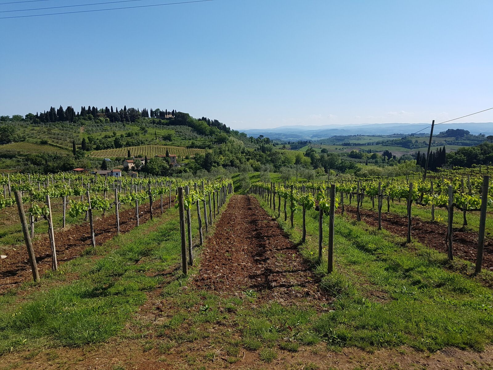 Samsung Galaxy S7 Edge sample photo. Wine, vines, chianti photography