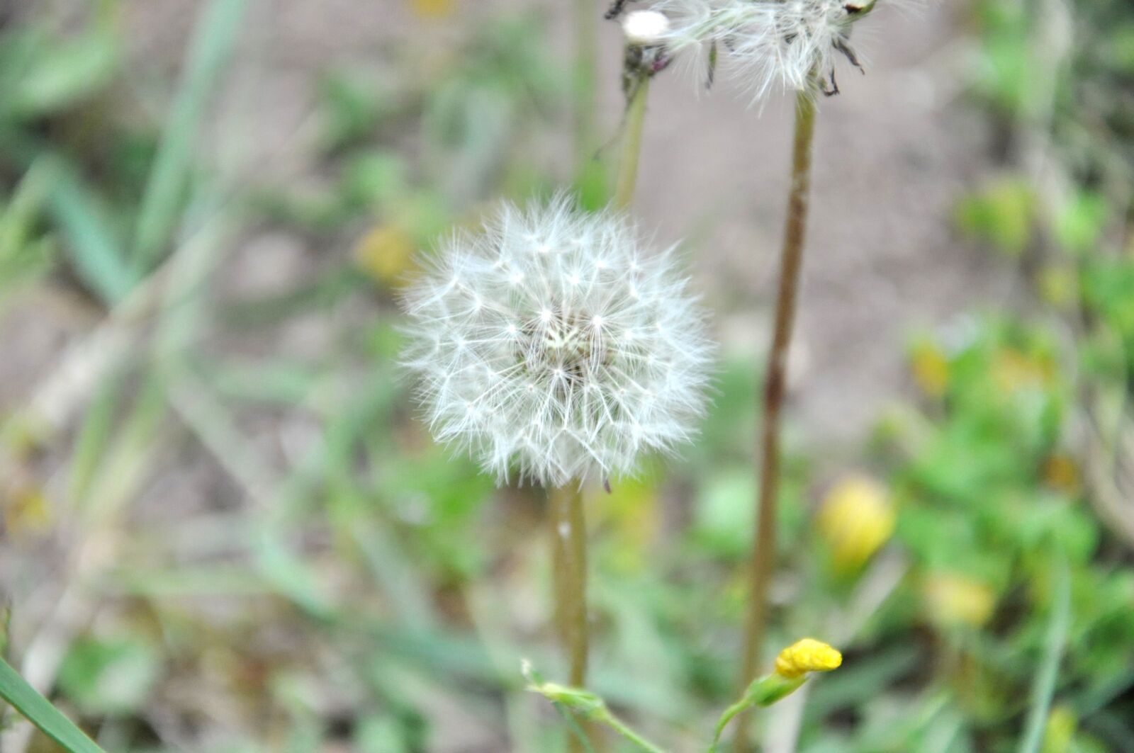 Nikon D90 sample photo. Dandelion, grasses, spring photography
