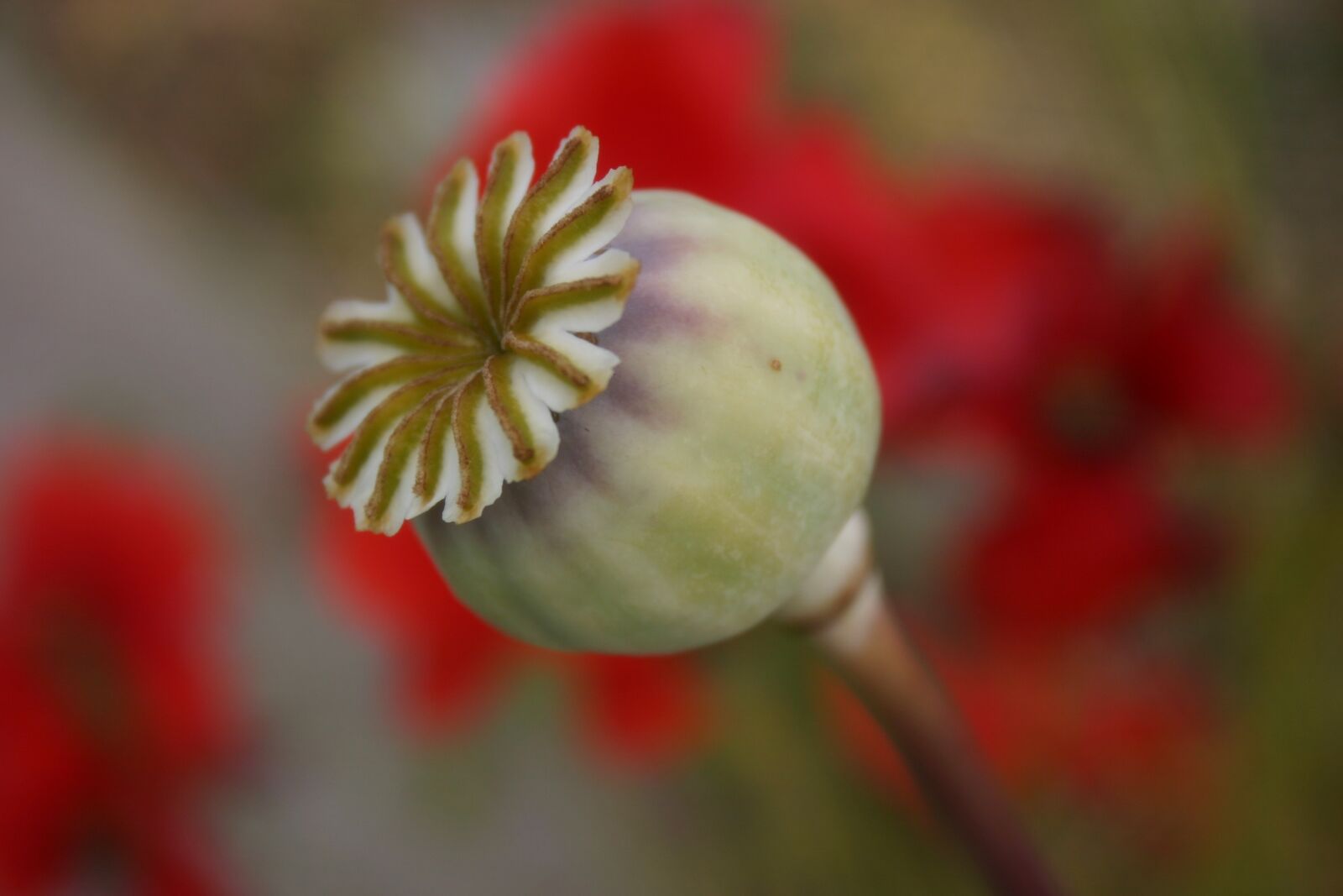 Canon EOS 300D (EOS Digital Rebel / EOS Kiss Digital) sample photo. Seed pod, poppy, capsule photography