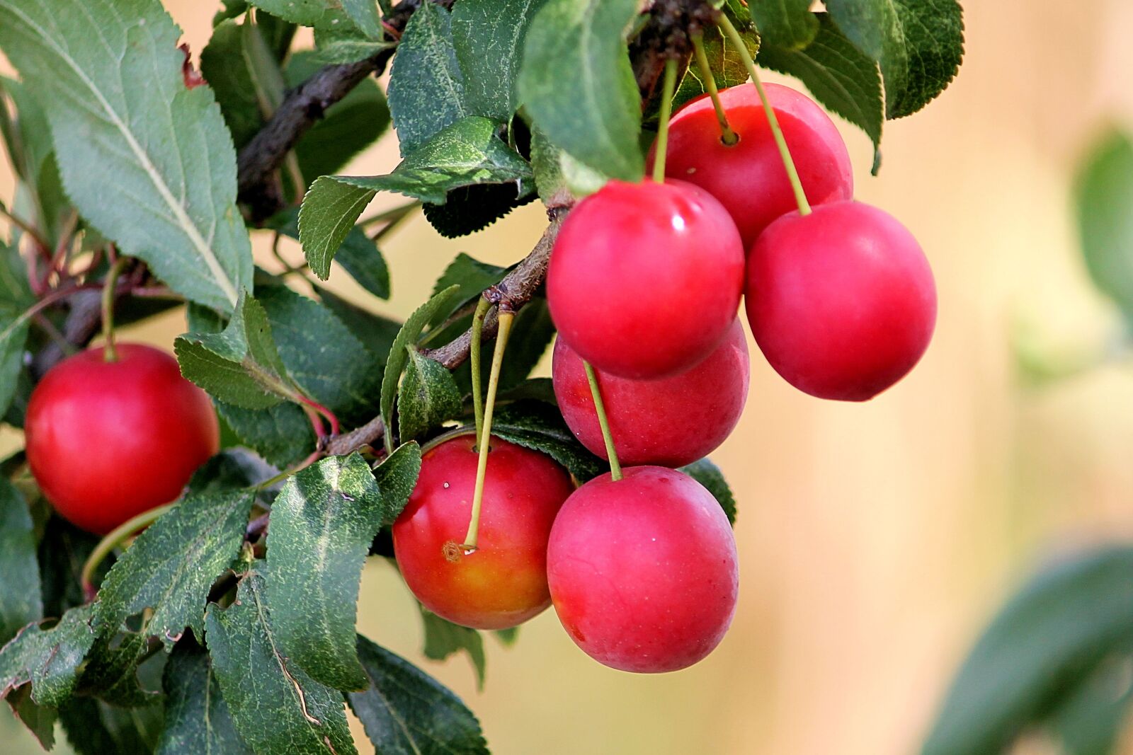Canon EF-S 55-250mm F4-5.6 IS II sample photo. Cherry plum, red, plums photography