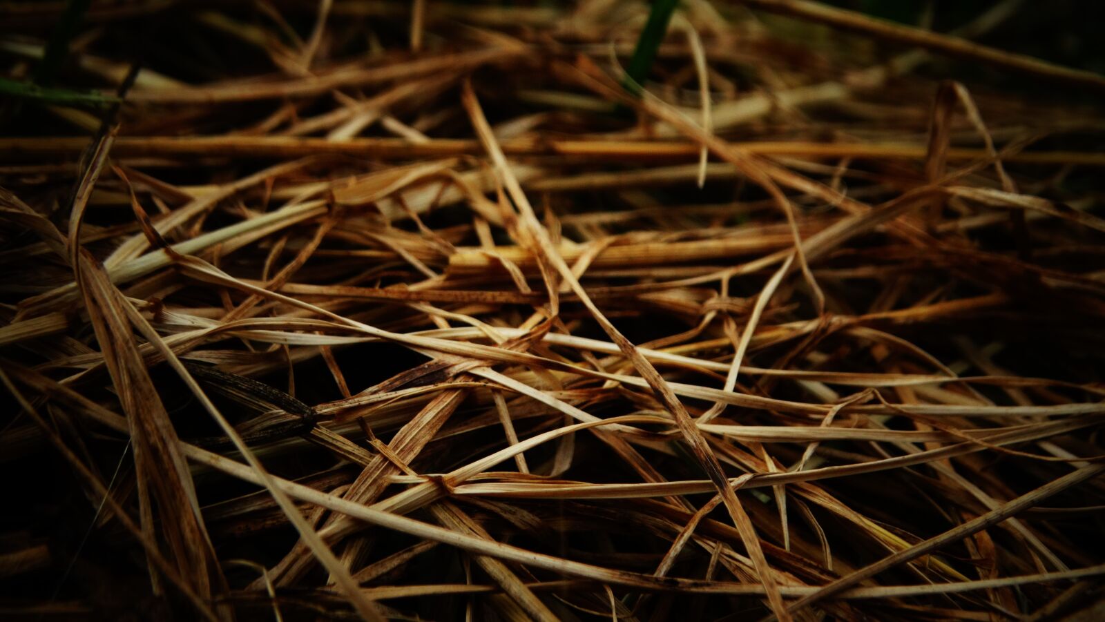 Sony Cyber-shot DSC-HX300 sample photo. Hay, background, grass photography