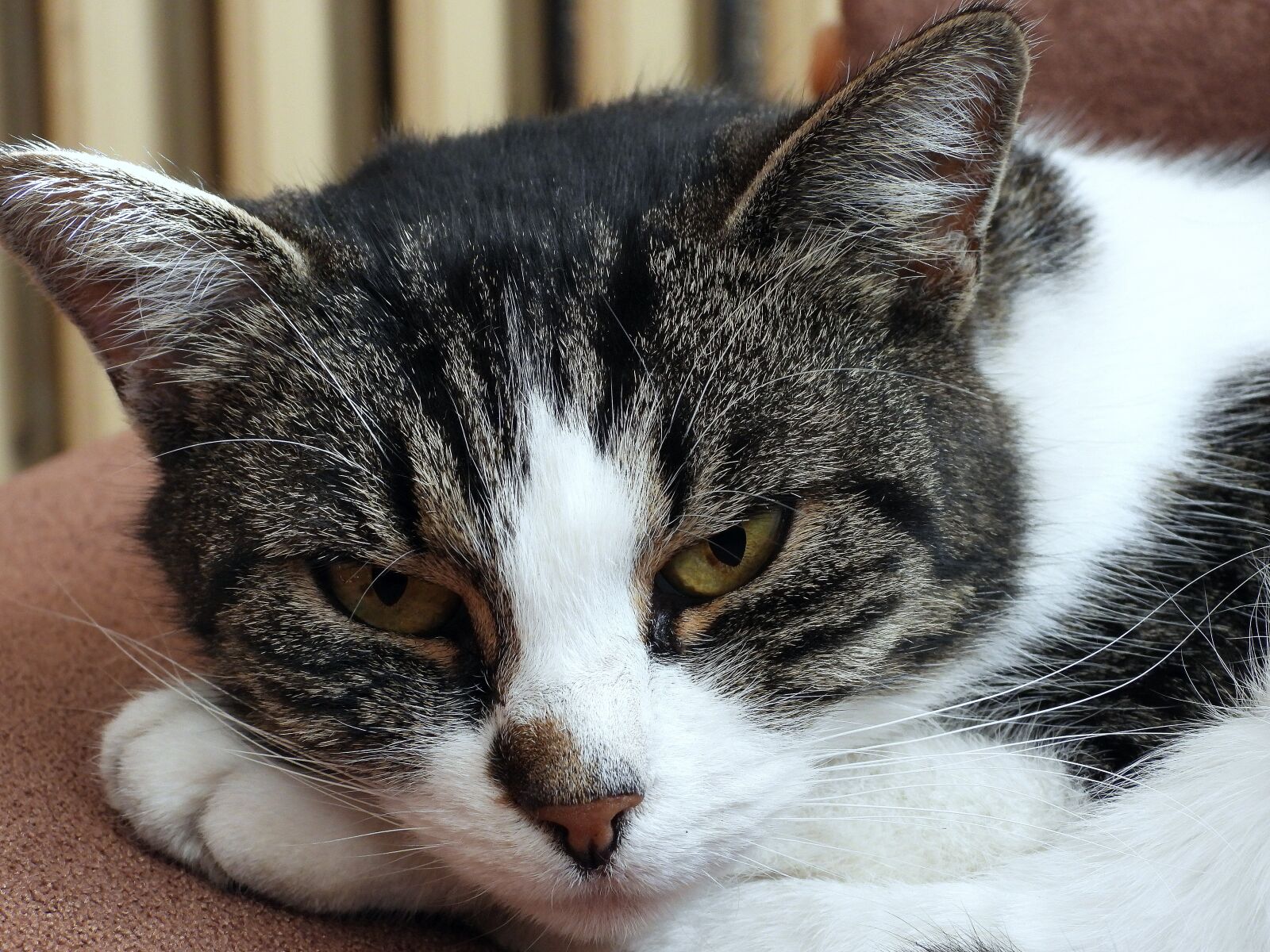 Nikon Coolpix P1000 sample photo. Cat, dachowiec, animal photography