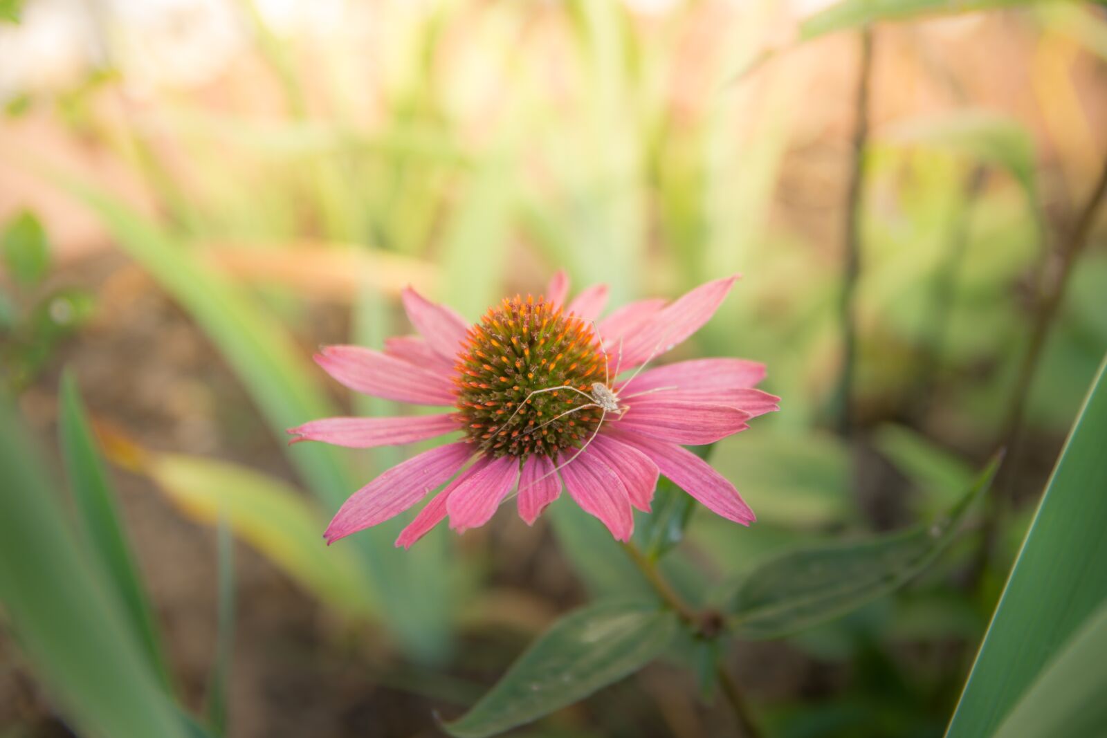 Sony SLT-A77 sample photo. Coneflower, spider, sun photography