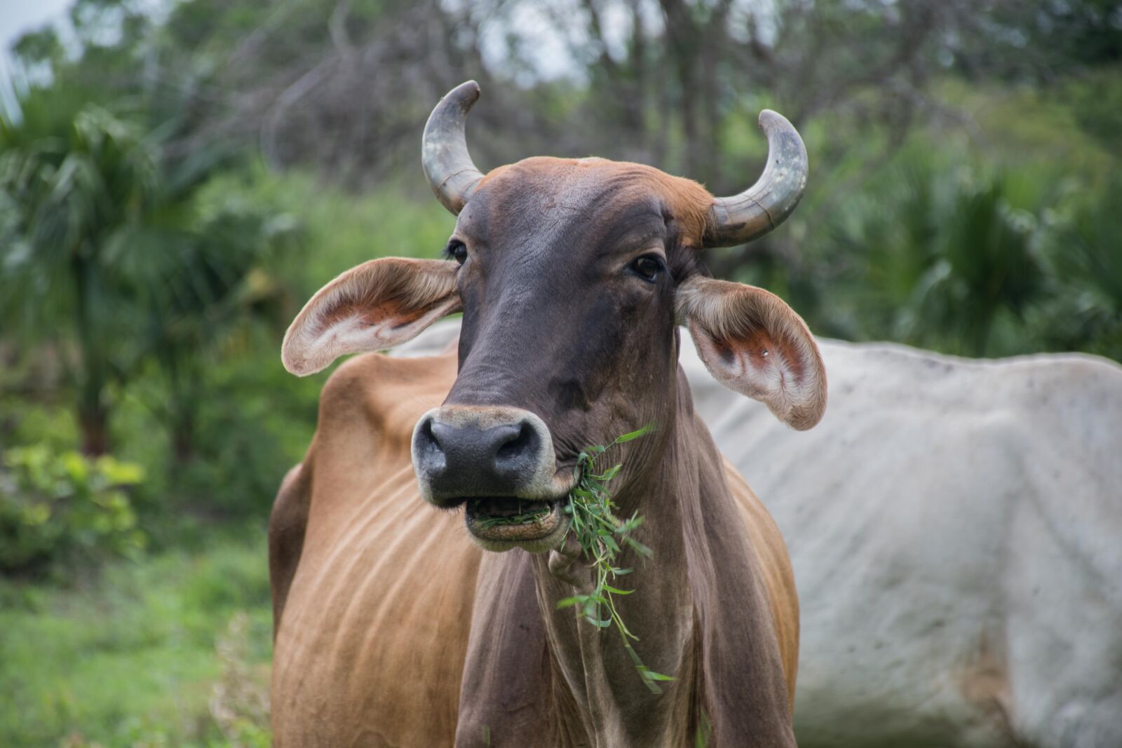 Nikon D7500 sample photo. Cow, toro, animals photography