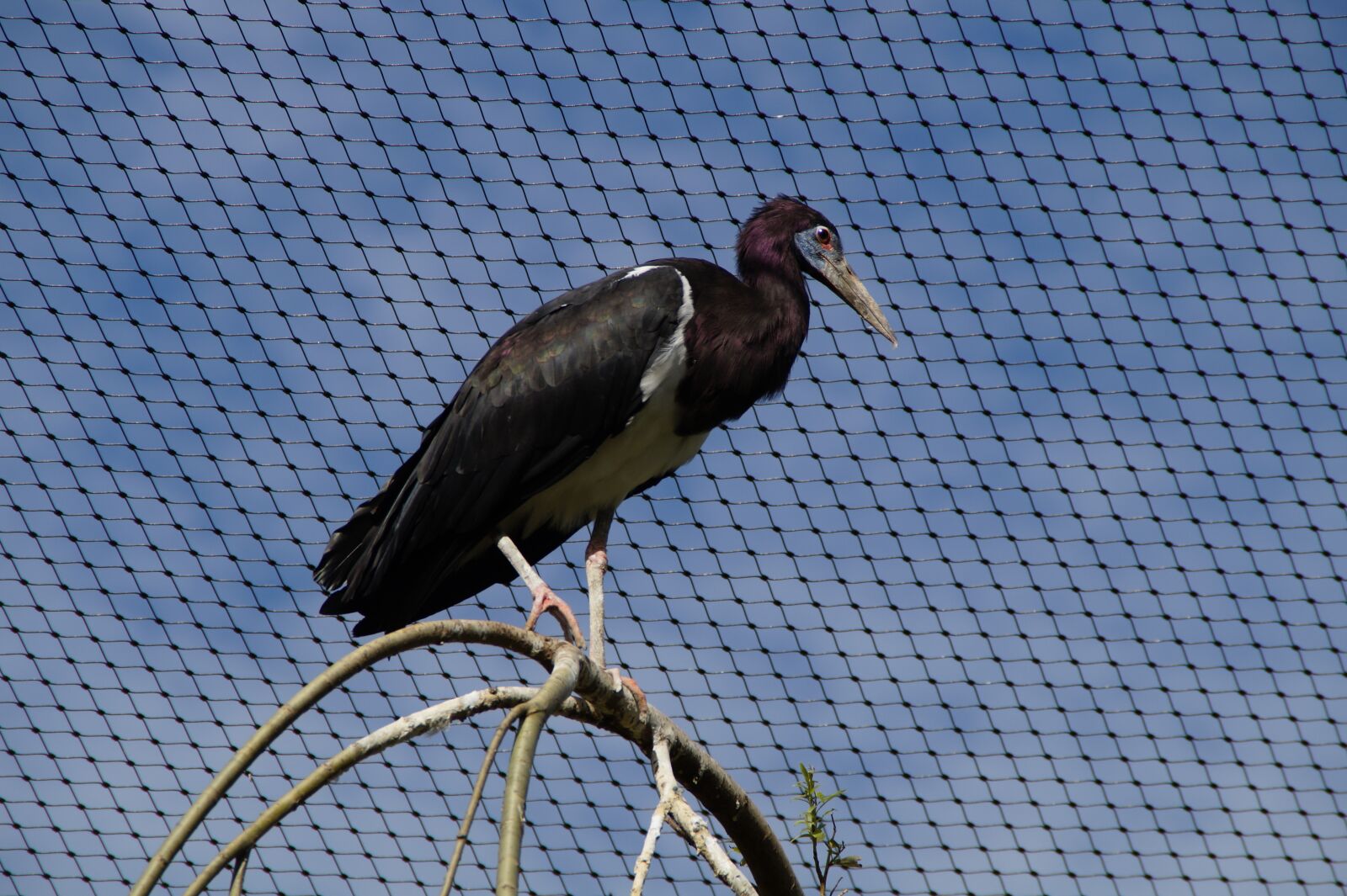 Sony SLT-A58 sample photo. Bird, aviary, bird aviary photography