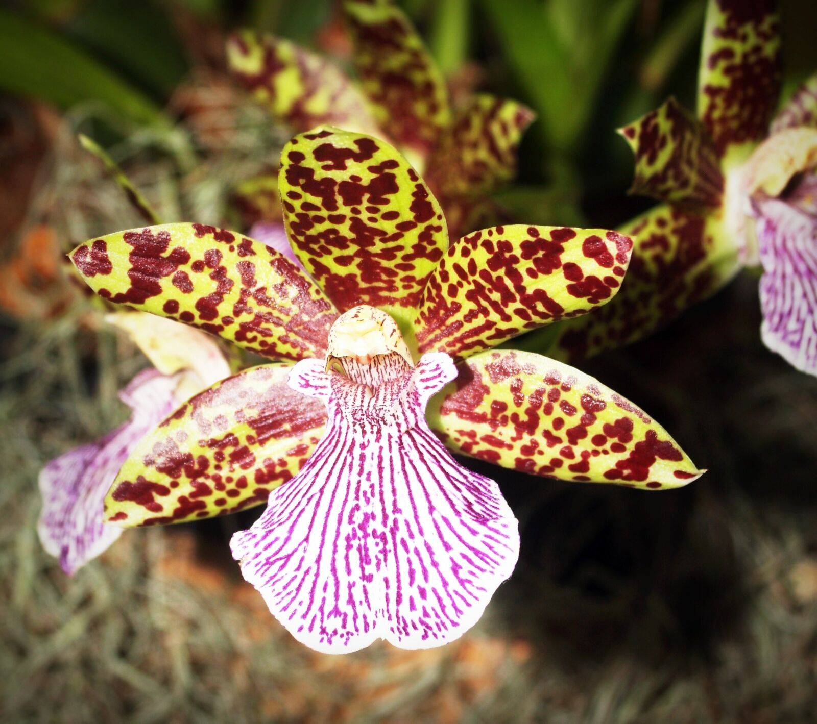 Olympus E-300 (EVOLT E-300) sample photo. Flower, orchid, tropical photography