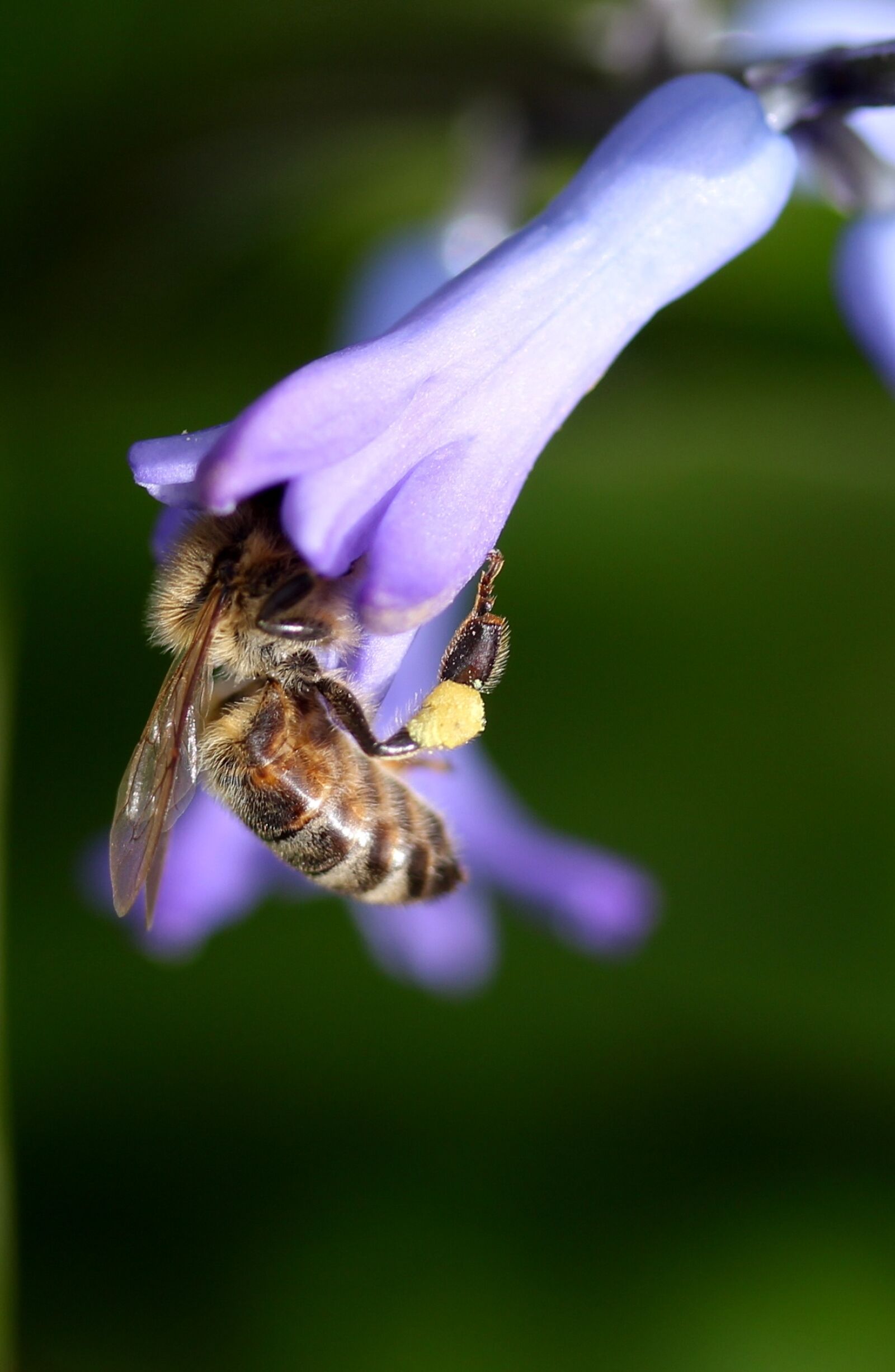 Canon EF-S 60mm F2.8 Macro USM sample photo. Hyacinth, bee, pollination photography