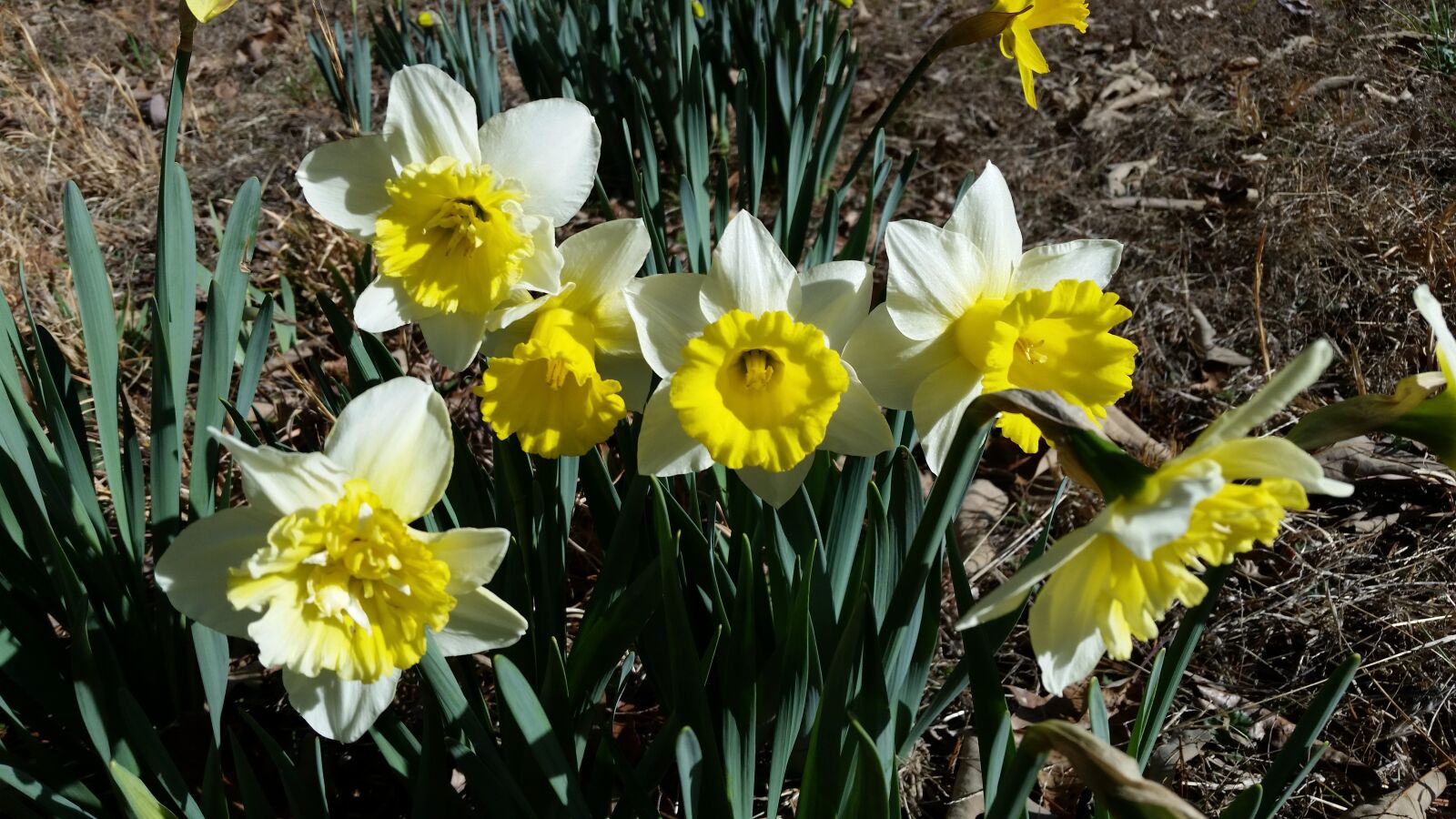 Samsung Galaxy S5 sample photo. Daffodils, flowers, spring photography