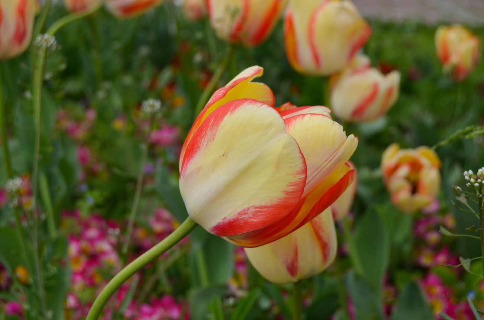 Nikon D5100 sample photo. Tulips, istanbul, tulip festival photography