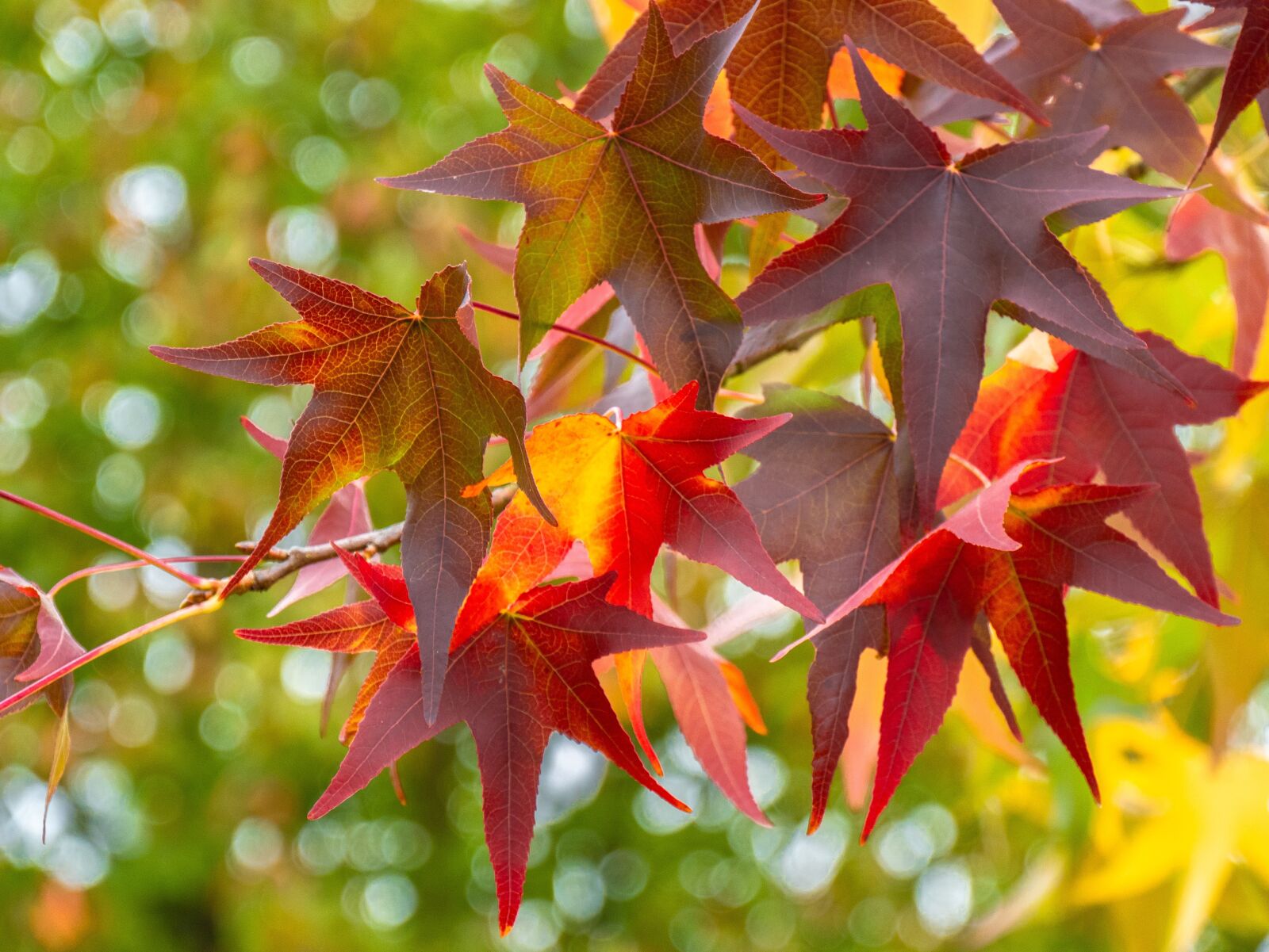 Panasonic DMC-G81 sample photo. Leaves, maple leaves, autumn photography