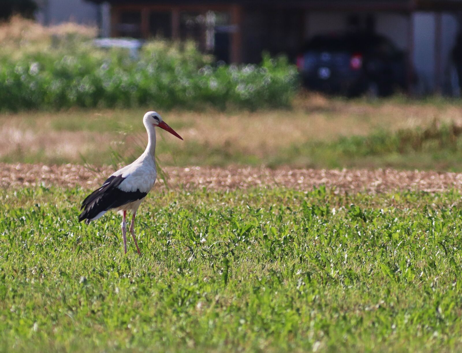Canon EF 300mm F4L IS USM sample photo. Stork, flying, rattle stork photography