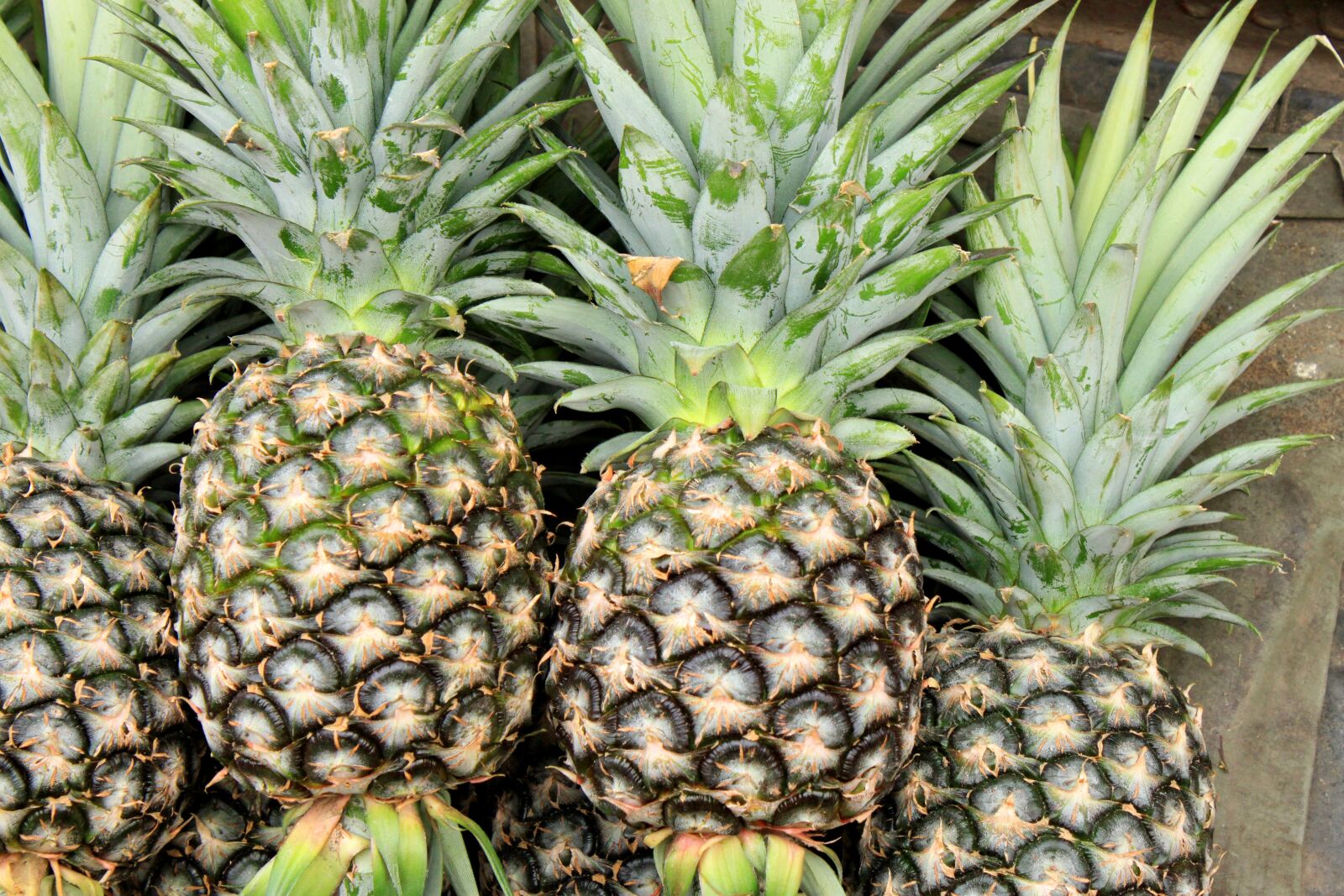 Canon EOS 500D (EOS Rebel T1i / EOS Kiss X3) sample photo. Pineapple, fruit, food photography