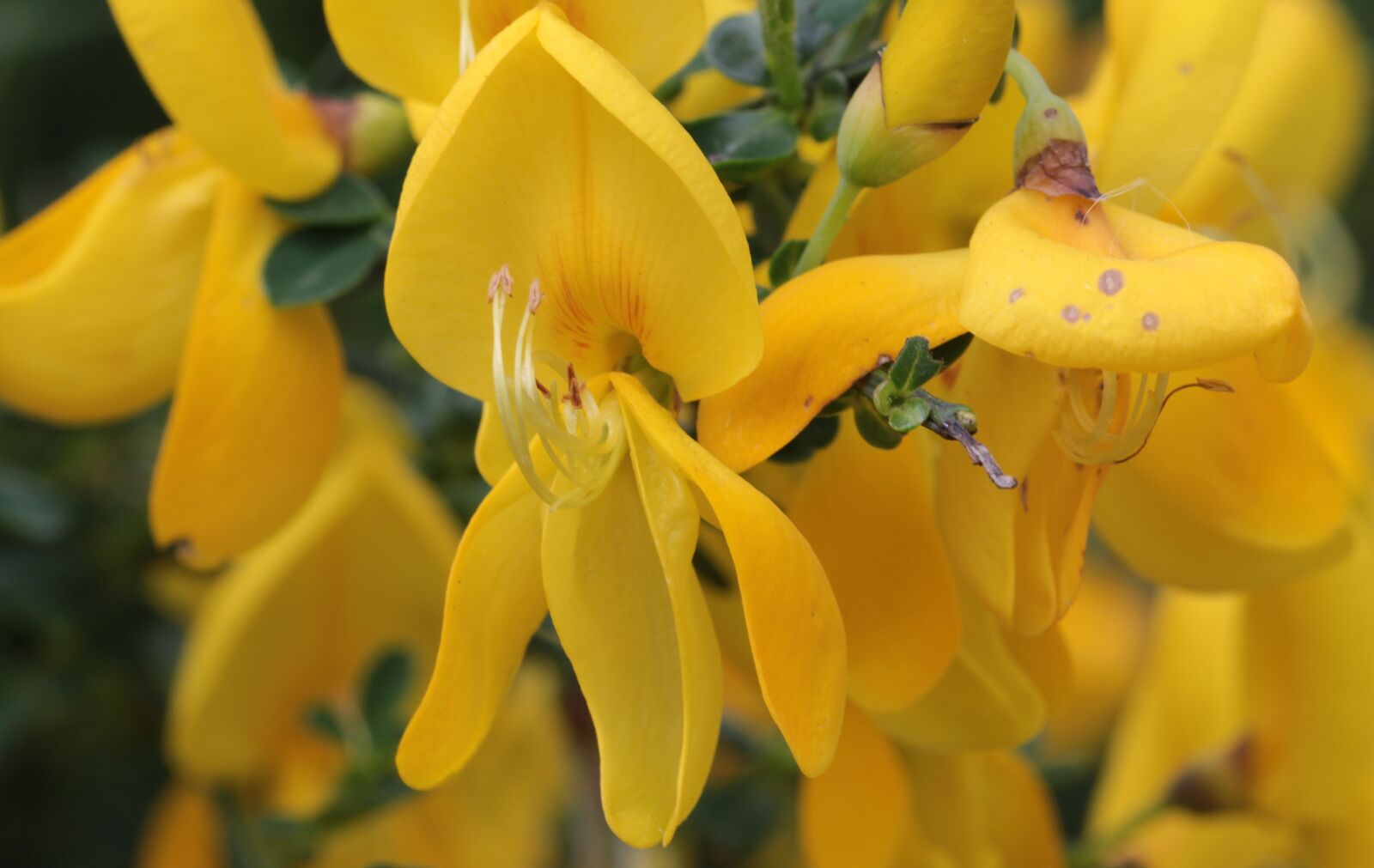 Canon EOS 650D (EOS Rebel T4i / EOS Kiss X6i) sample photo. Broom, genista, blossom photography
