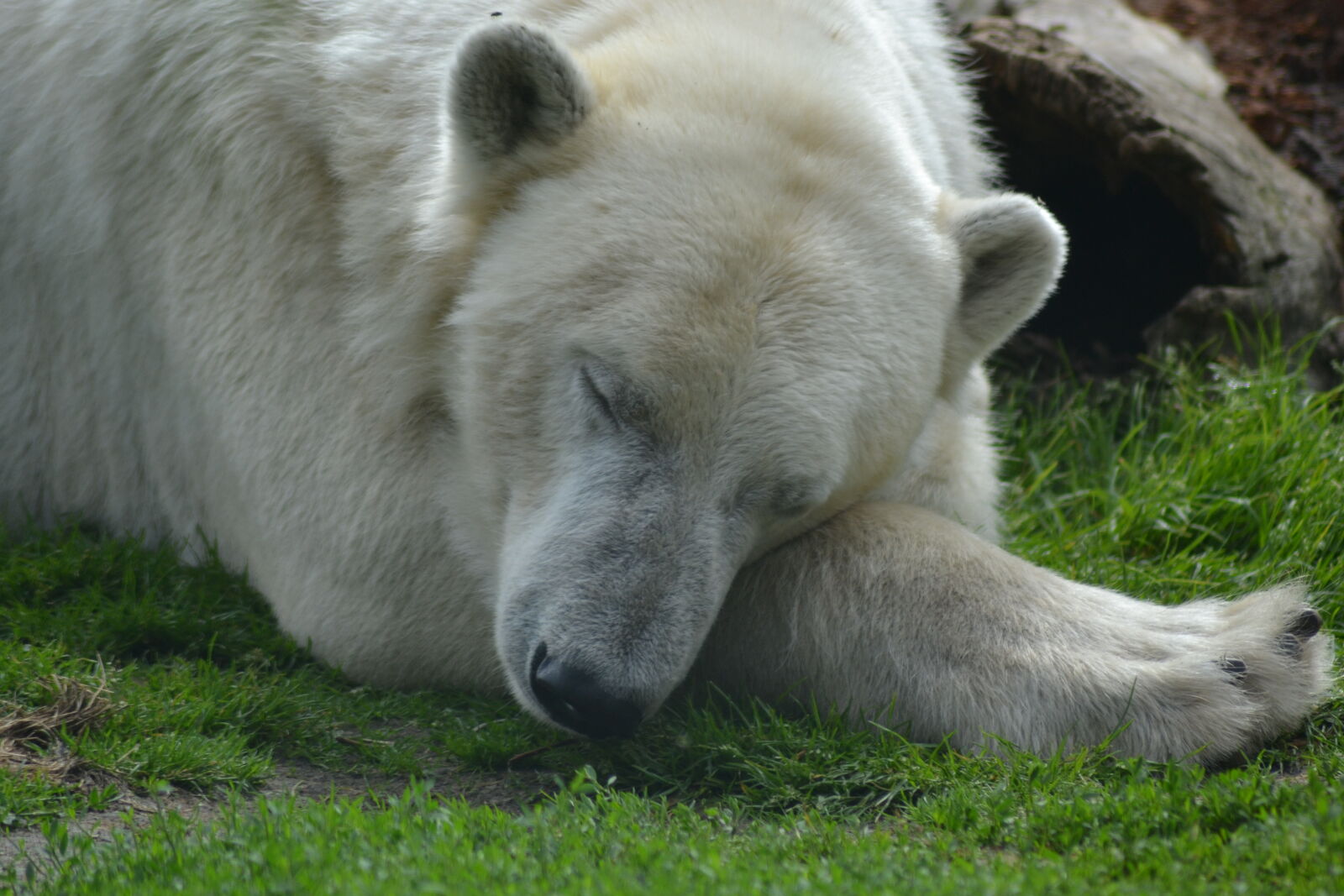 Nikon D3100 sample photo. Polar, bear, sleeping photography