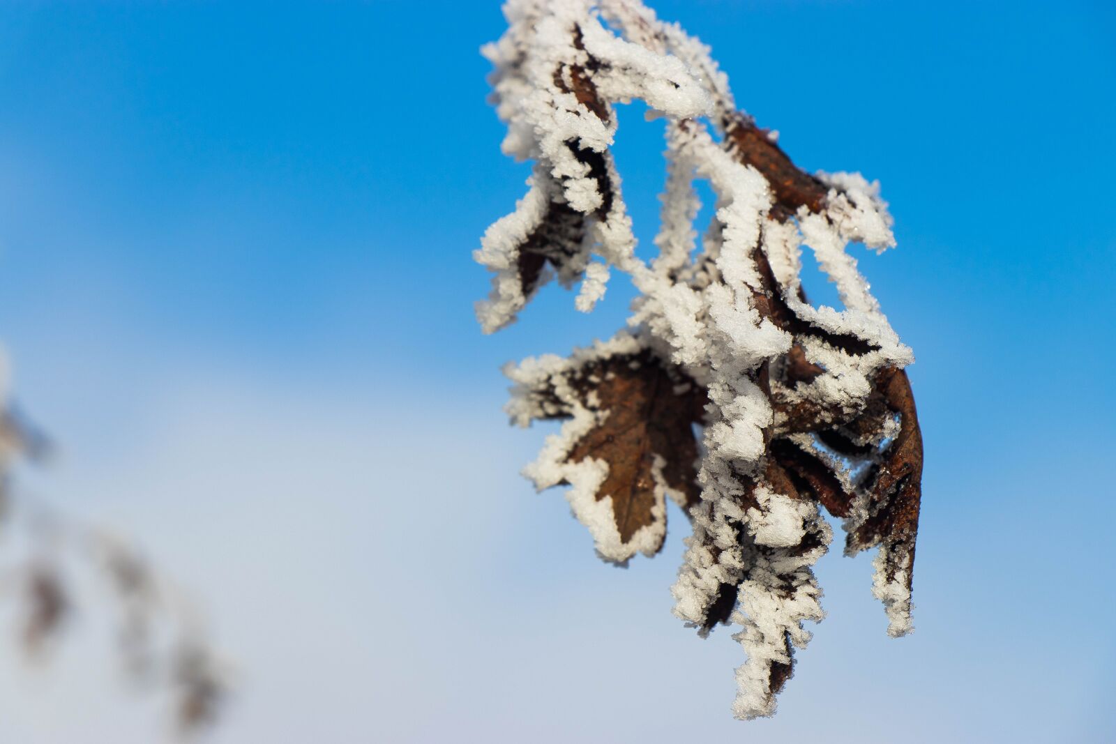 Canon EF-S 18-135mm F3.5-5.6 IS USM sample photo. Winter, ice, nature photography