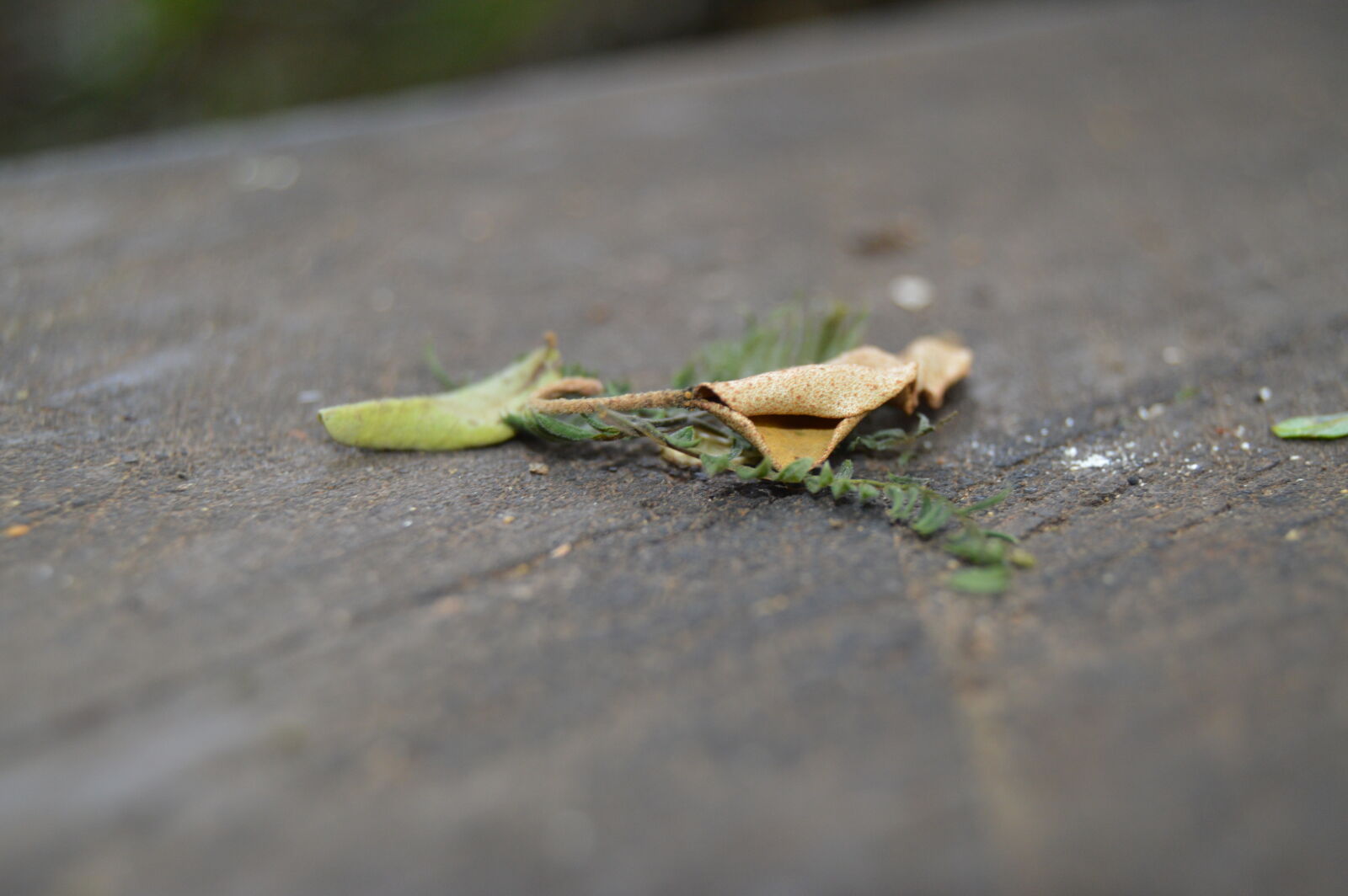 Nikon D3200 sample photo. Nature, park, nature, trail photography