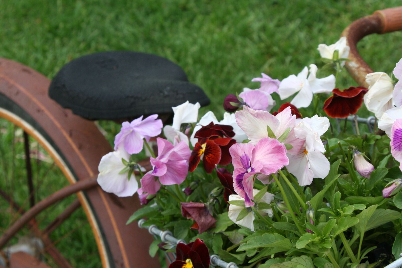 Canon EOS 350D (EOS Digital Rebel XT / EOS Kiss Digital N) sample photo. Bicycle, basket, flowers photography