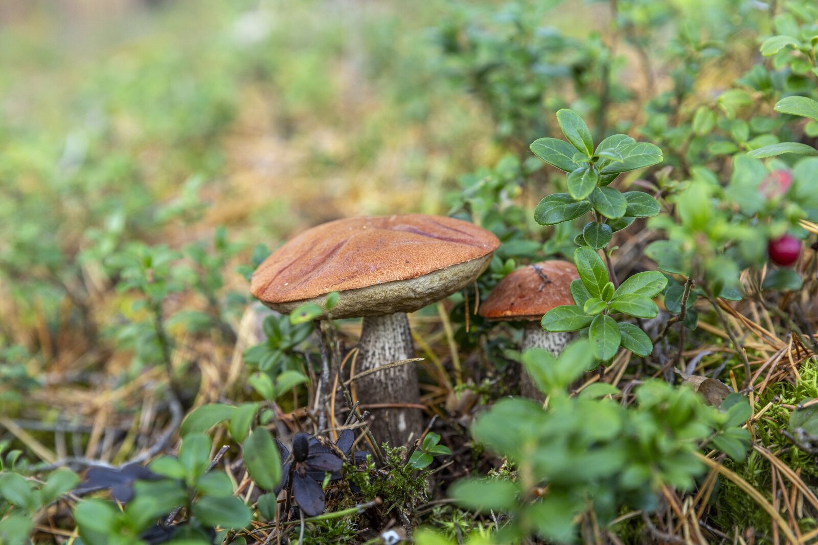 Canon EOS 6D + Canon EF 24-70mm F2.8L II USM sample photo. Mushrooms, mushroom pickers, quiet photography
