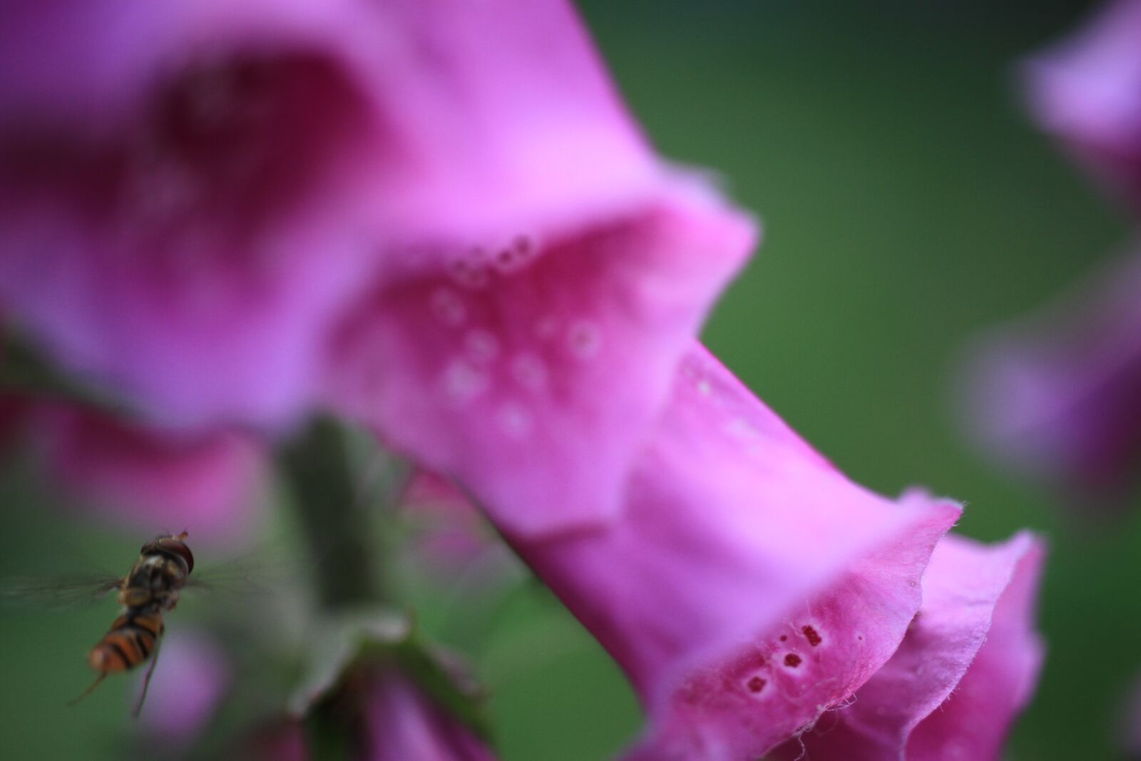 Canon EOS 7D sample photo. Digitalis, wasp, bee photography