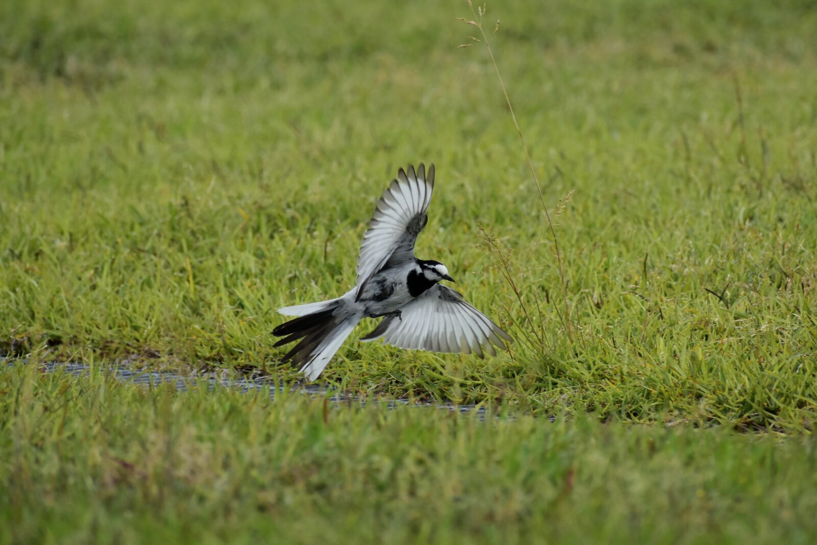 Nikon D7200 sample photo. Animal, park, lawn photography