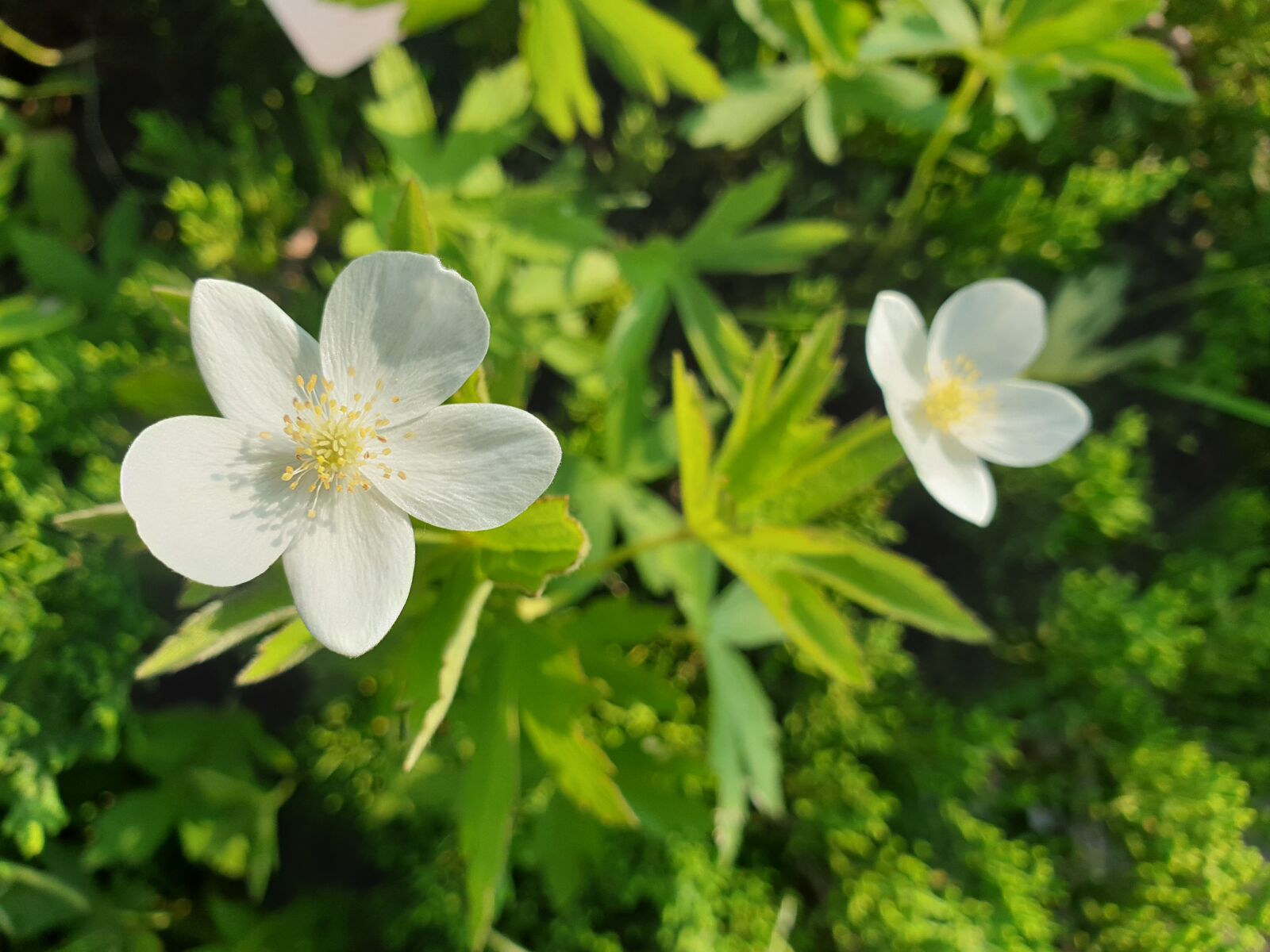 Samsung Galaxy Note9 sample photo. Flowers, wild, arboretum photography