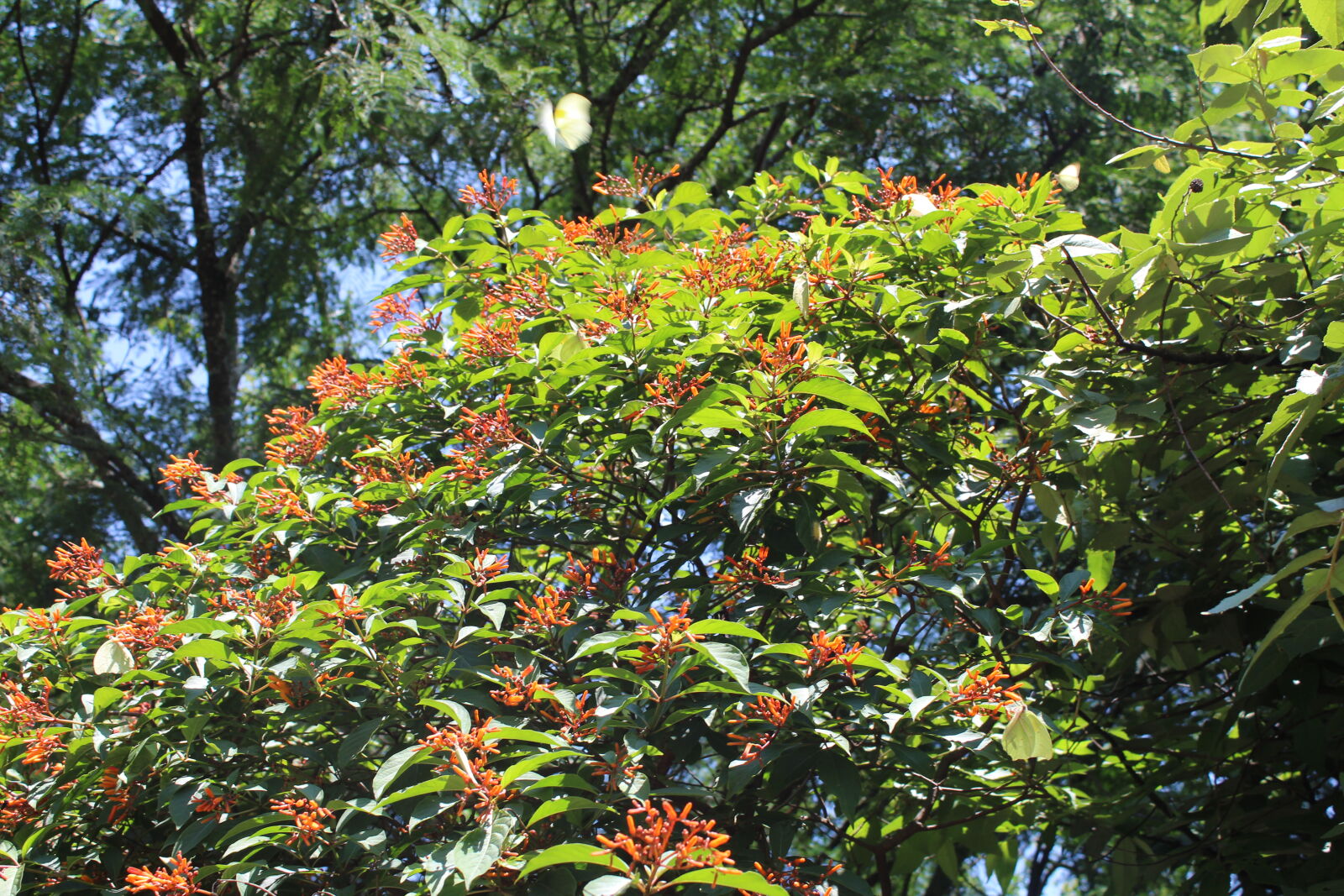 Canon EOS 1300D (EOS Rebel T6 / EOS Kiss X80) sample photo
