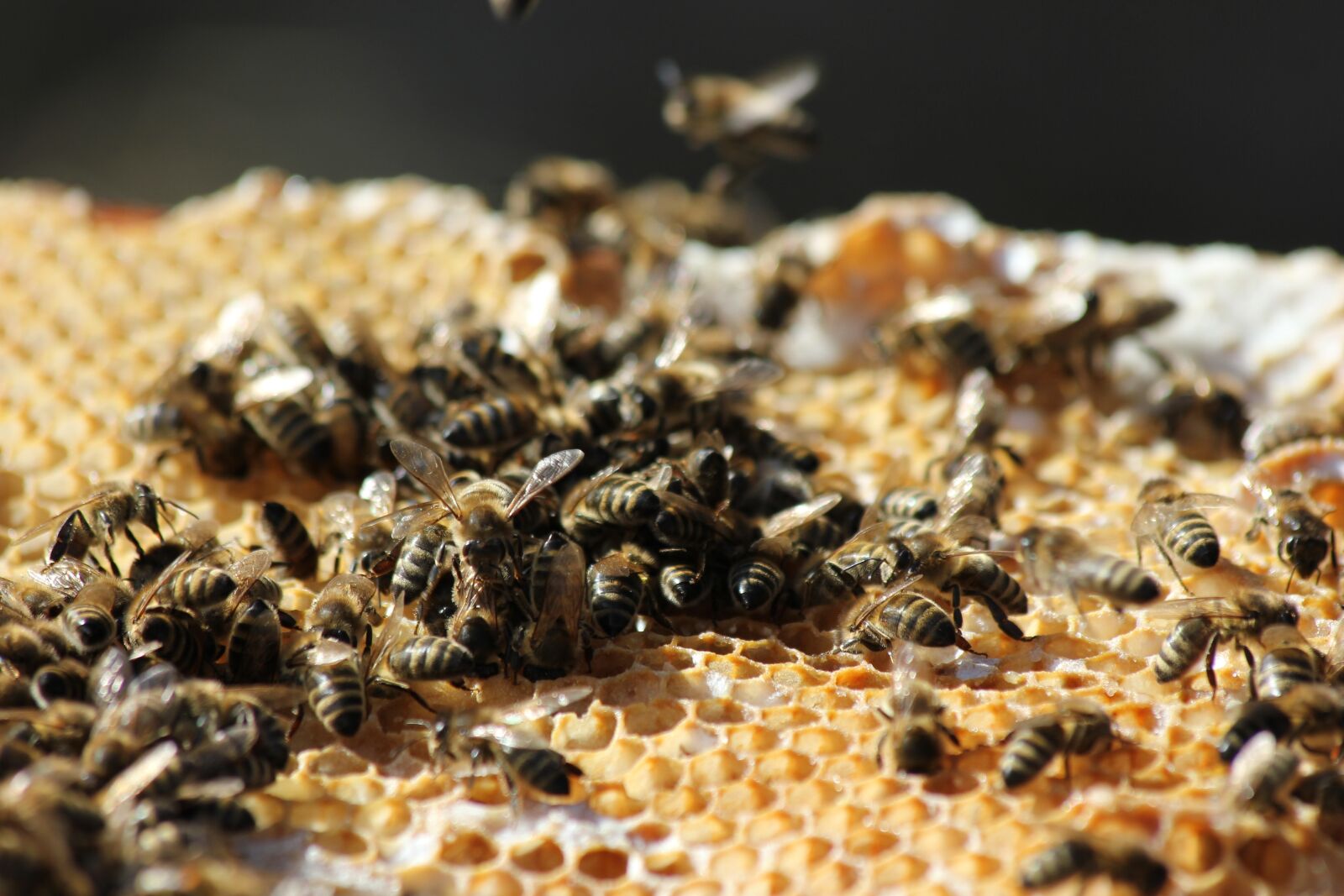 Canon EOS 550D (EOS Rebel T2i / EOS Kiss X4) sample photo. Bees, honeycomb, beekeeping photography