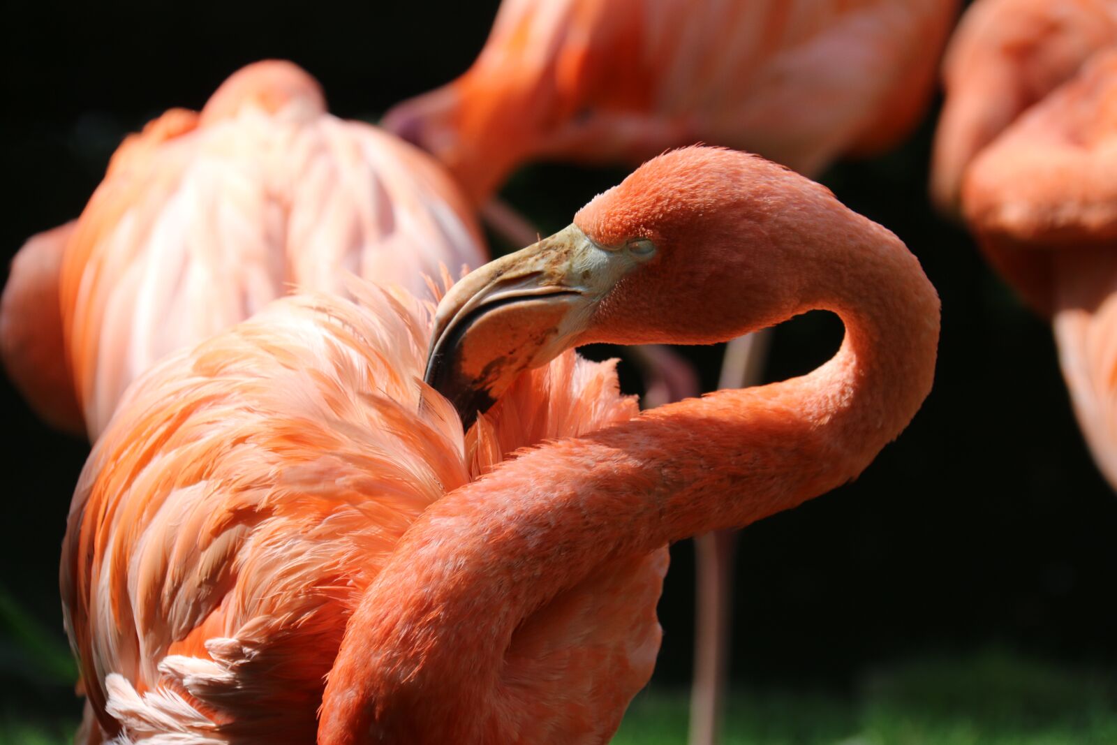 Canon EOS 70D sample photo. Pink flamingo, birds, park photography