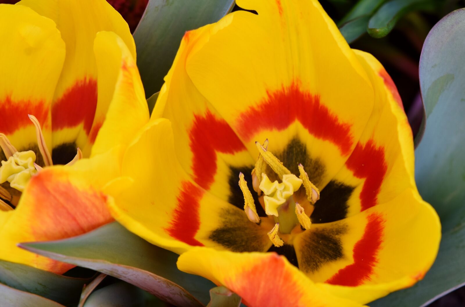 Nikon D7200 sample photo. Tulip, schnittblume, spring flowers photography
