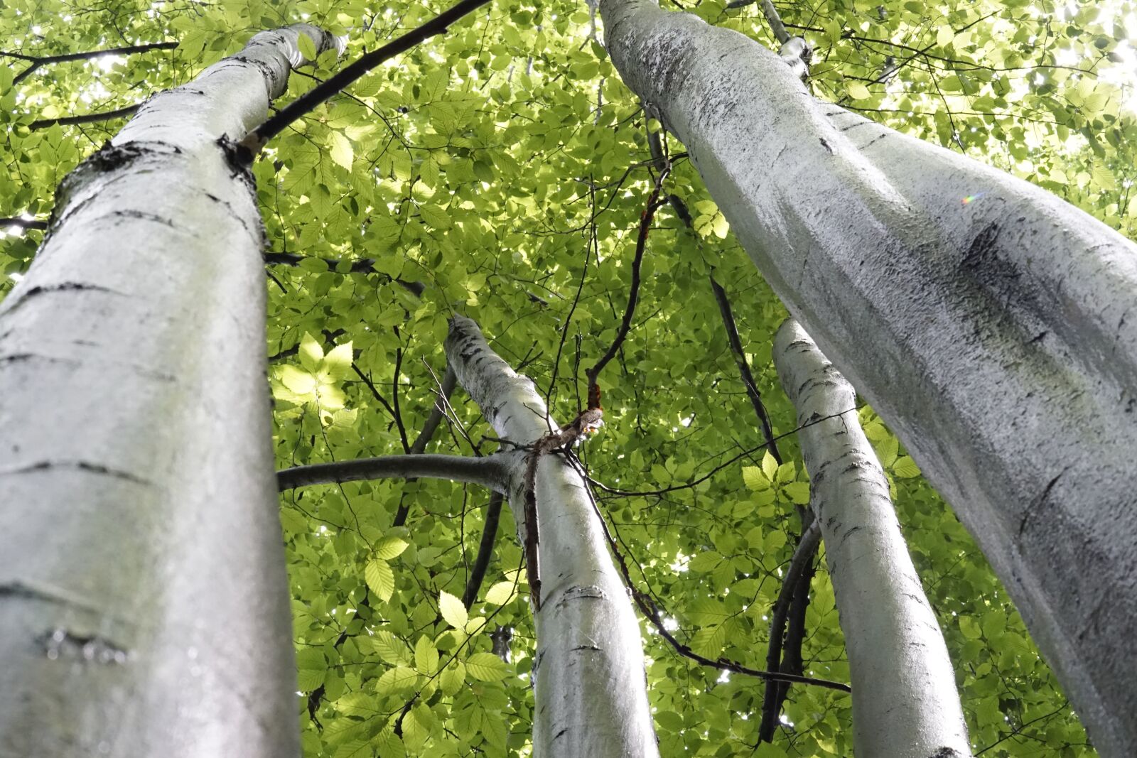 30mm F1.4 DC DN | Contemporary 016 sample photo. Trees, wet, birch photography