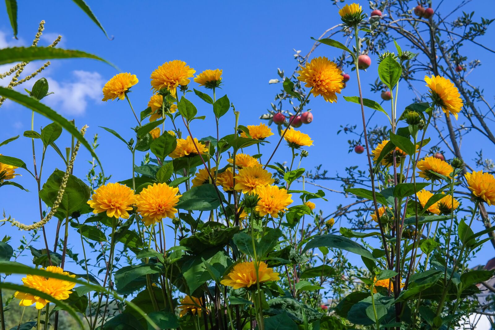 Samsung NX300 sample photo. Helianthus, perennial sunflower, blossom photography