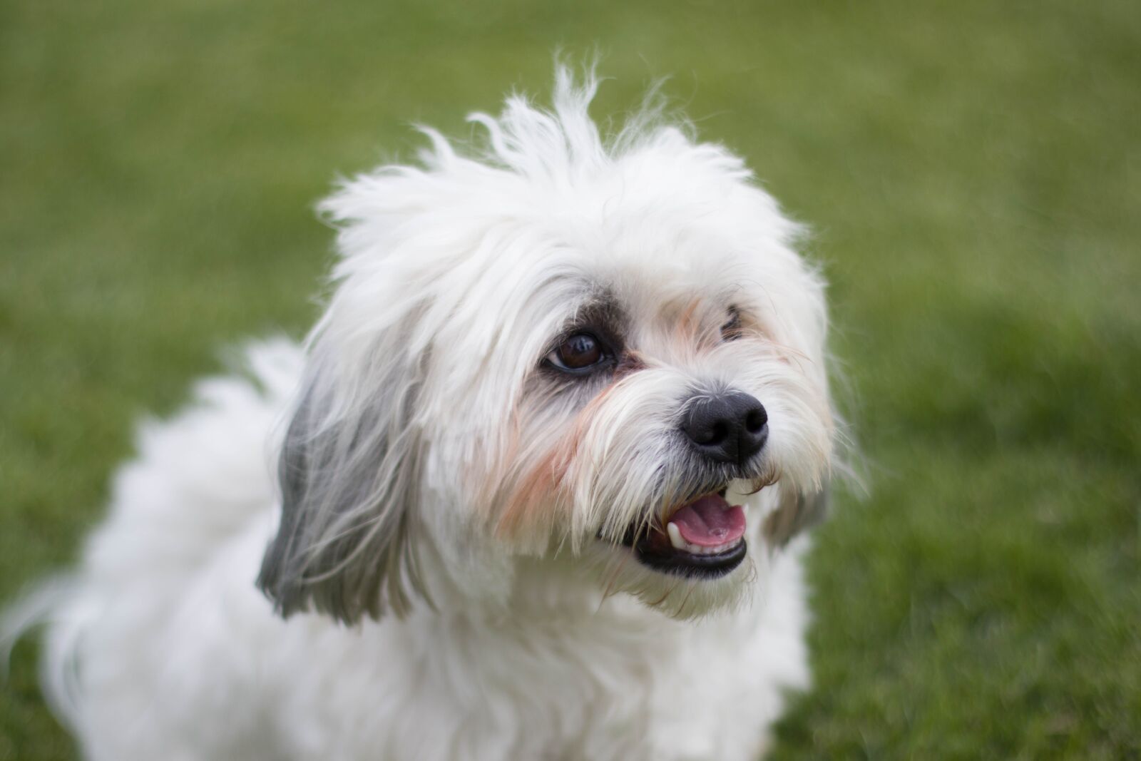 Canon EOS M50 (EOS Kiss M) sample photo. Dog, animal, pet photography