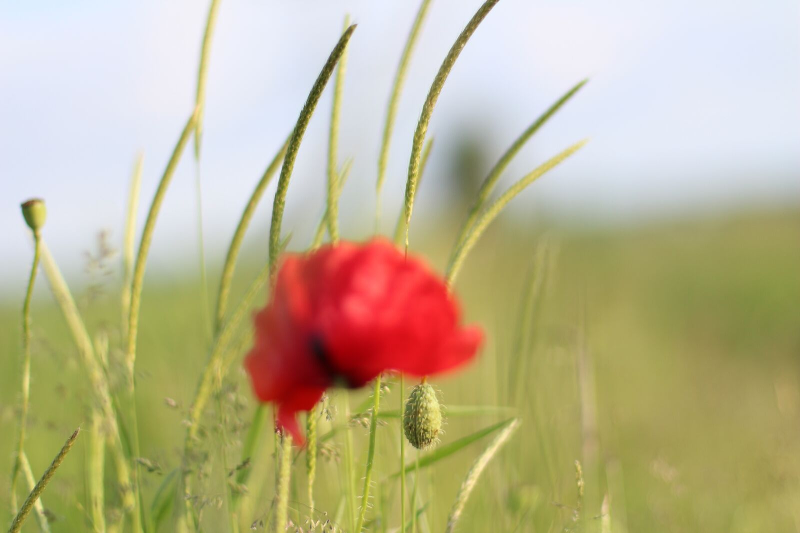 Canon EOS 650D (EOS Rebel T4i / EOS Kiss X6i) + Canon EF 50mm F1.4 USM sample photo. Poppy, field, spring photography