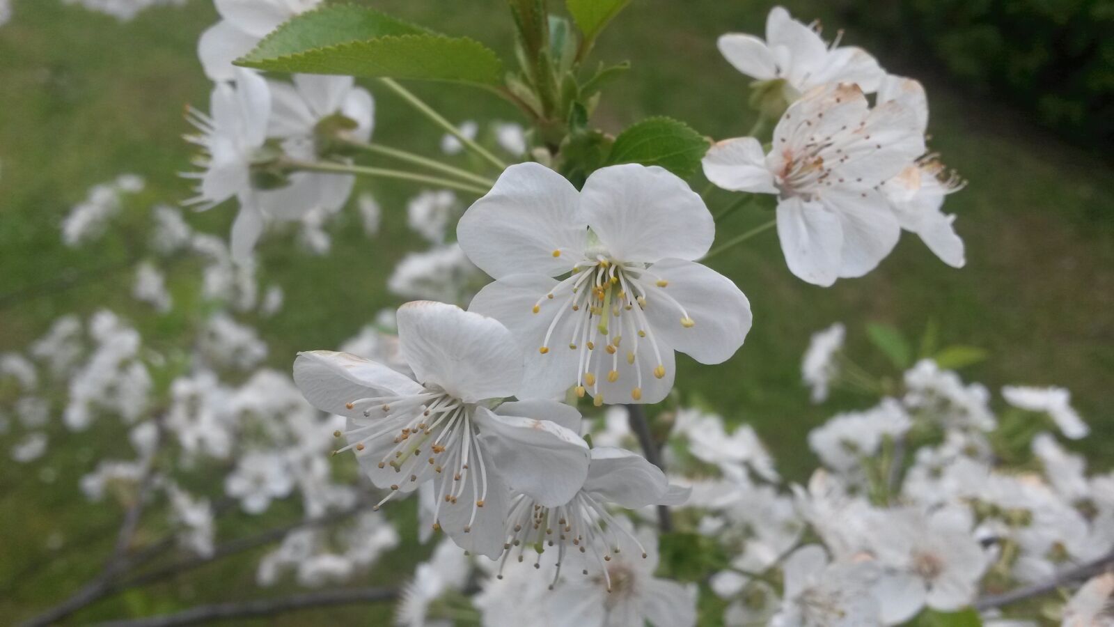 Samsung Galaxy S4 Mini sample photo. Flowers, spring, flowering photography