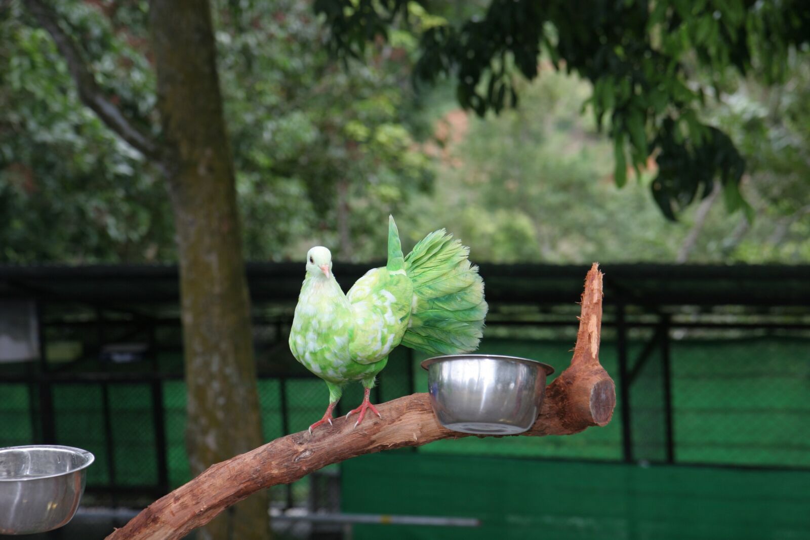Canon EOS 20D sample photo. Samui, paradise park, green photography