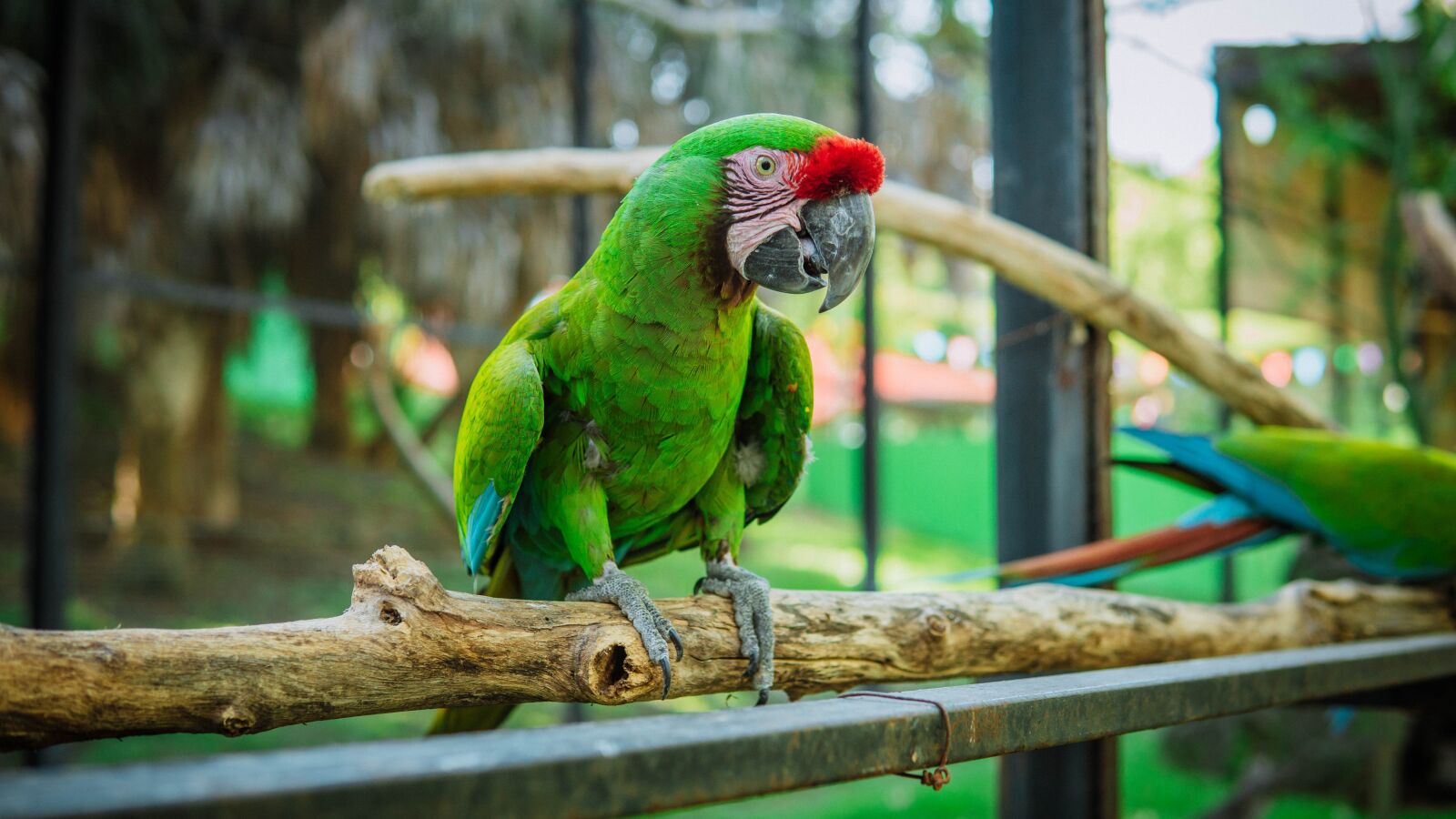 30mm F1.4 DC DN | Contemporary 016 sample photo. Green macaw, ave, parrot photography