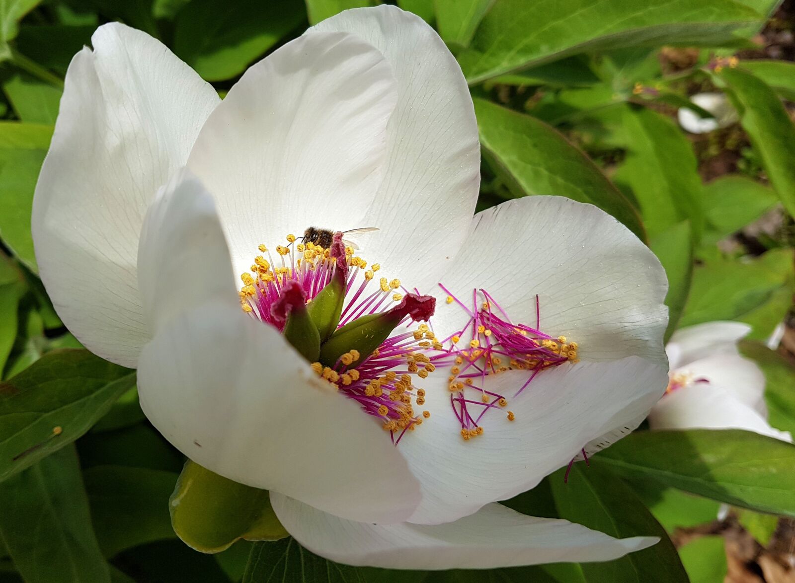 Samsung Galaxy S7 Edge sample photo. Peony, flower, bloom photography