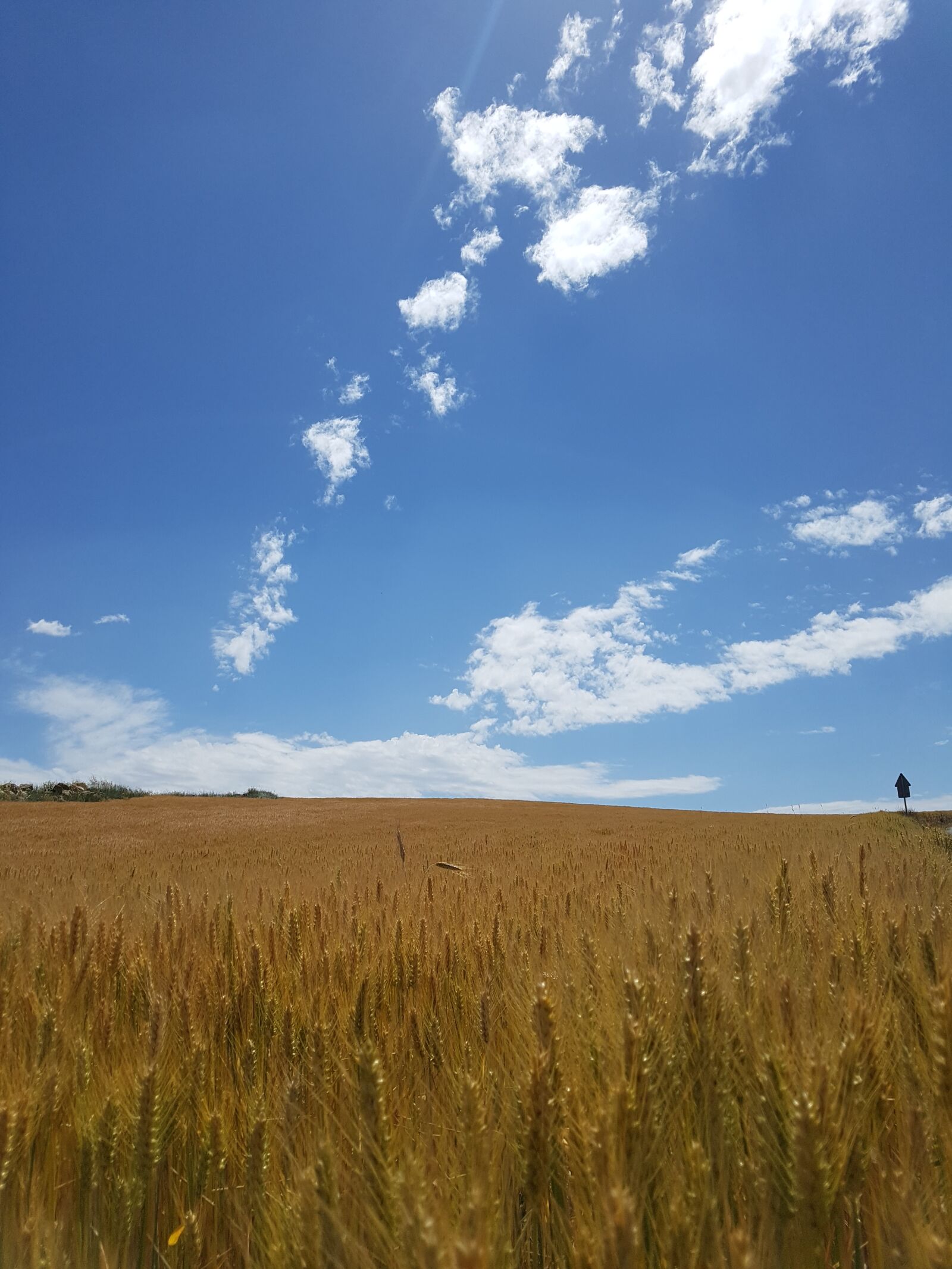 Samsung Galaxy S7 Edge sample photo. Wheat, stem, field photography