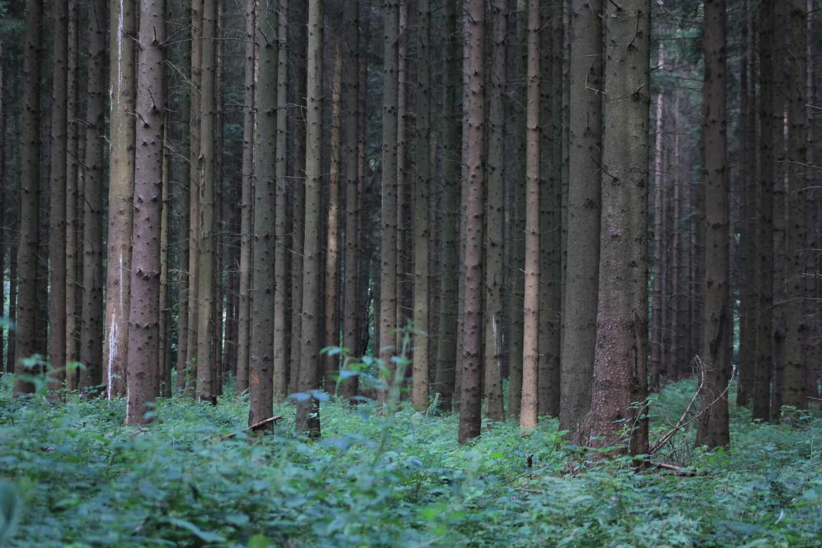Canon EOS 60D + Canon EF 75-300mm f/4-5.6 sample photo. Dark, forest, green, mystery photography