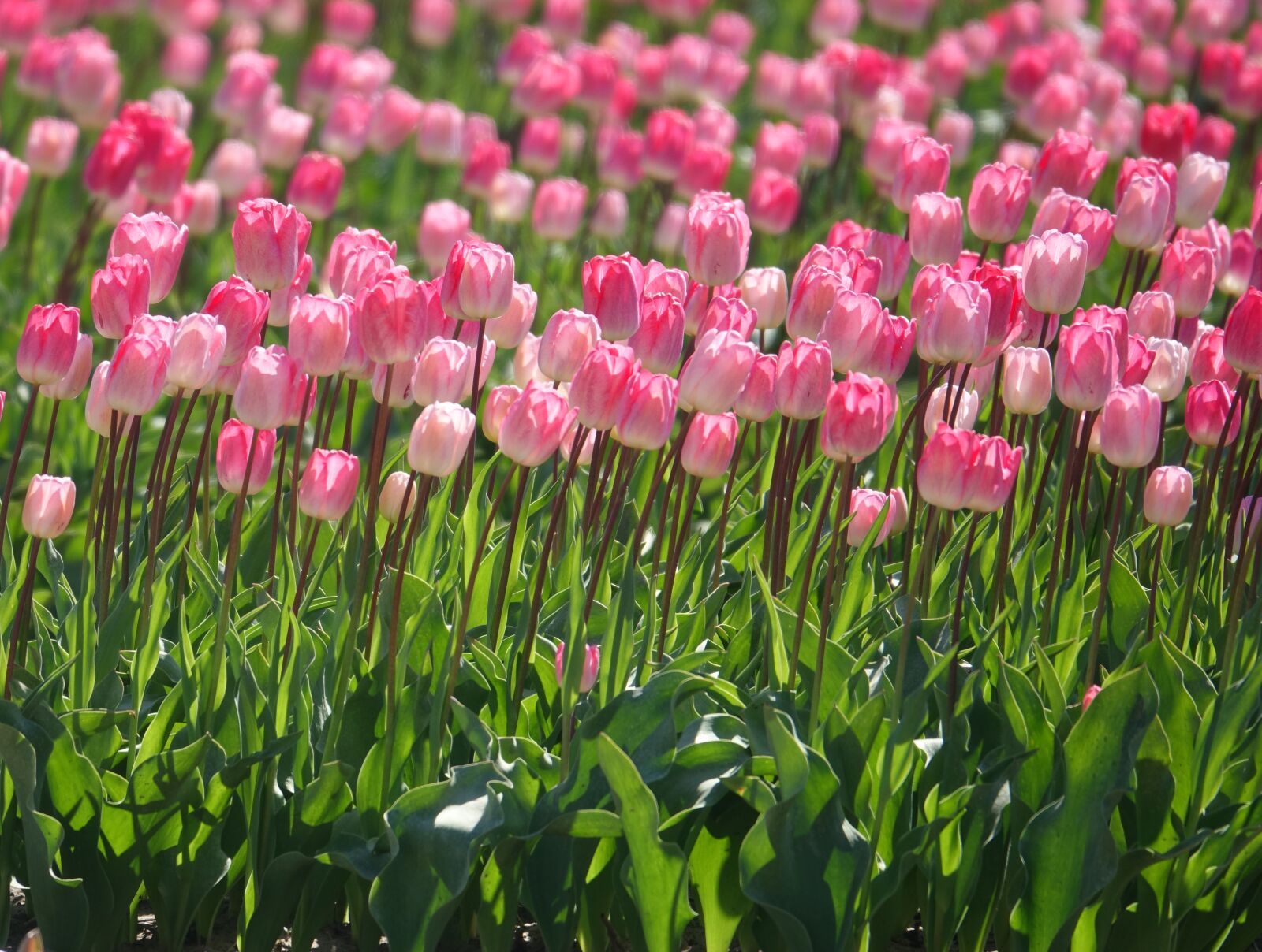 Sony Cyber-shot DSC-RX10 III sample photo. Tulips, tulip field, pink photography