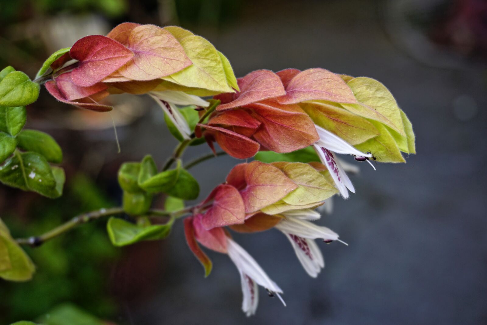 Sony a6000 sample photo. Flower, garden, spring photography