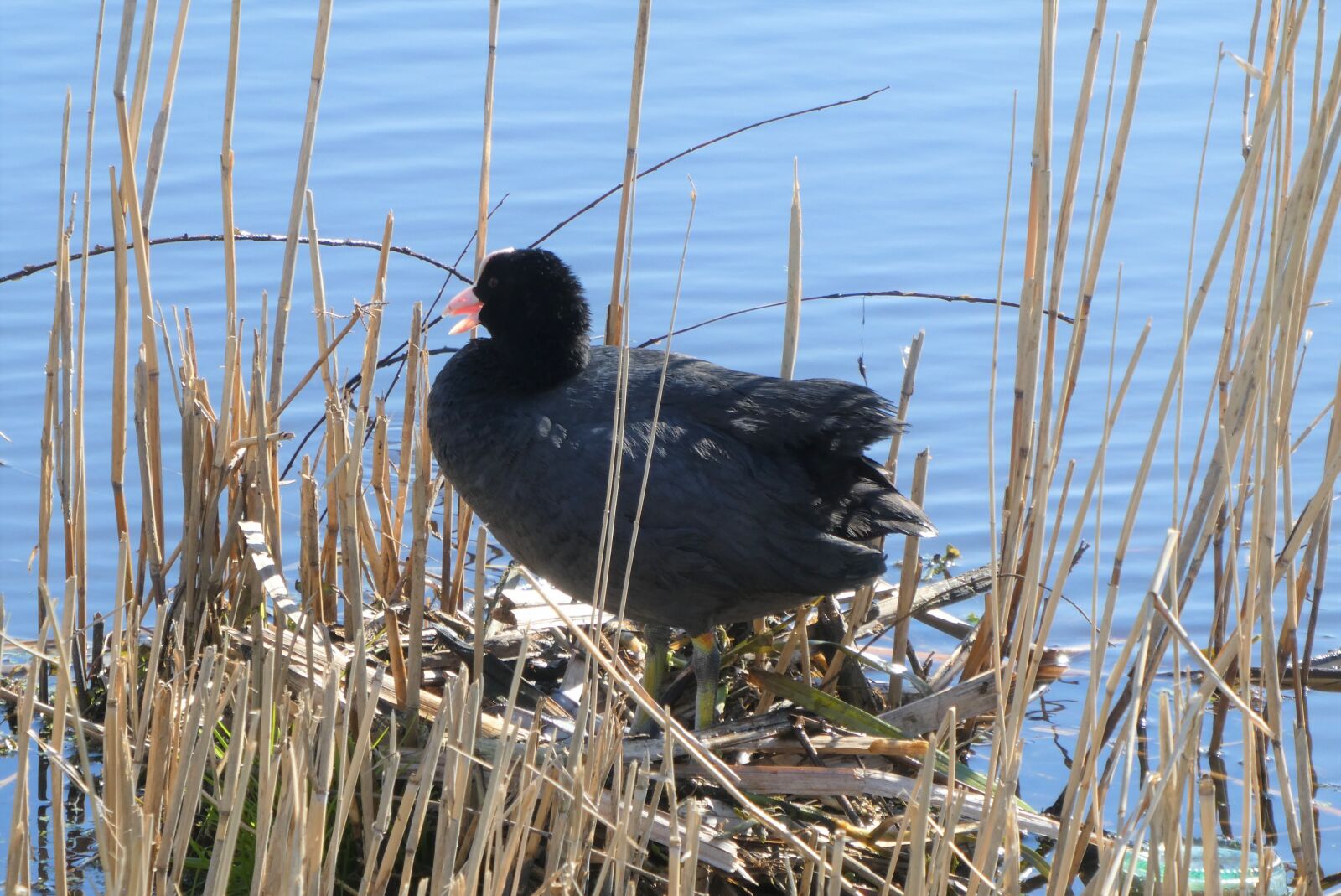 Panasonic Lumix DC-ZS70 (Lumix DC-TZ90) sample photo. Coot, nest, bird photography