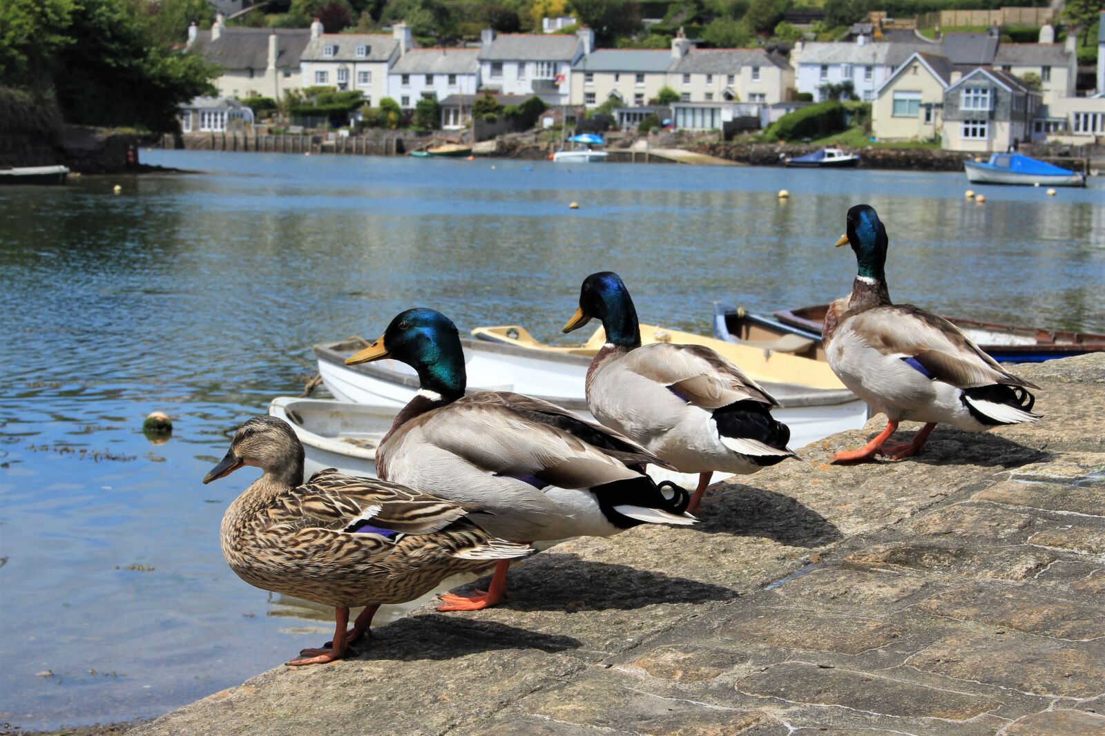 Canon EOS 700D (EOS Rebel T5i / EOS Kiss X7i) sample photo. Ducks, water, wildlife photography